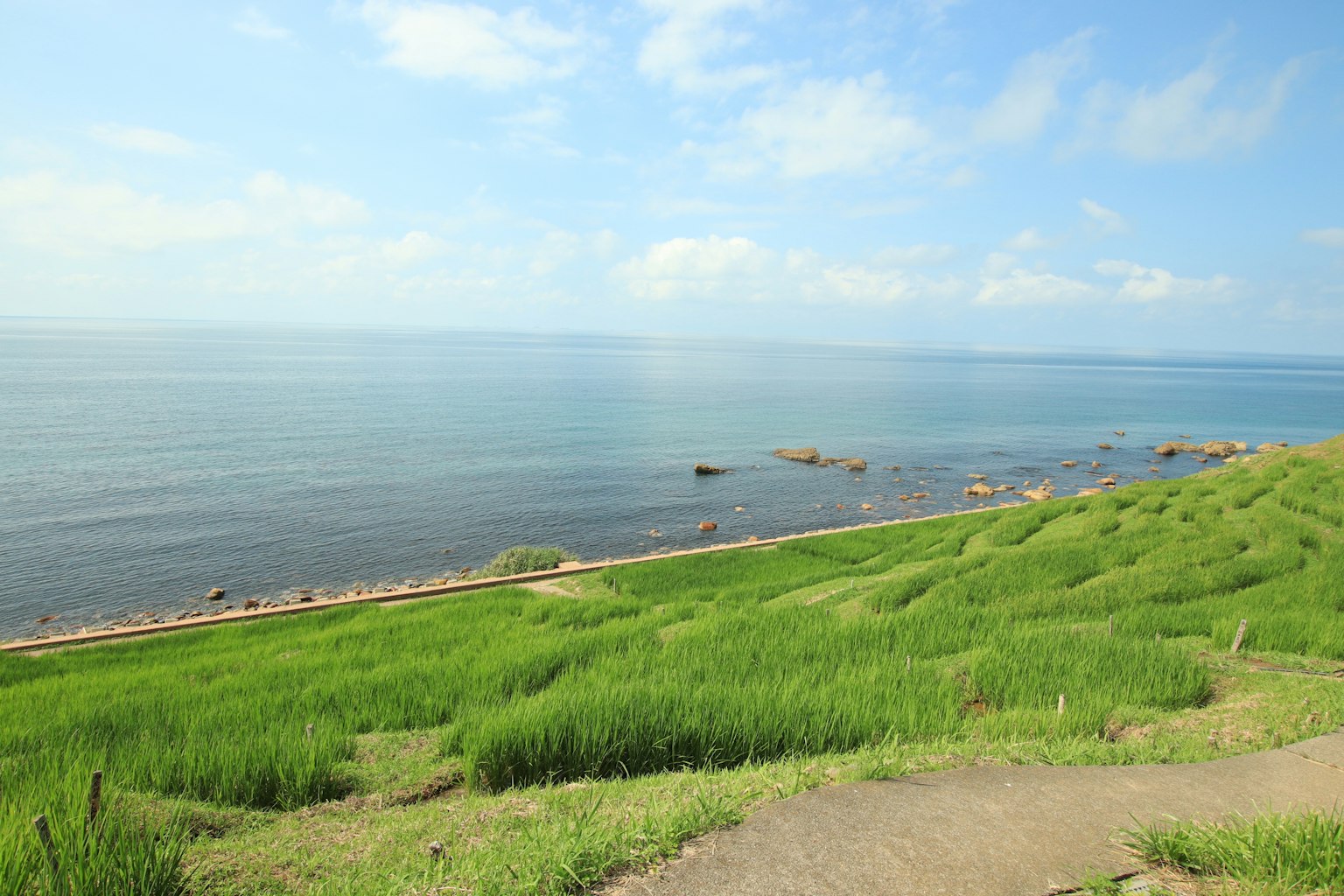 Khung cảnh biển xanh và đồng cỏ xanh tươi