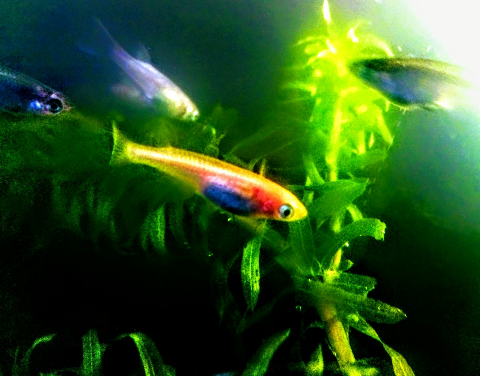 Ikan berwarna-warni berenang di air dengan tanaman akuatik hijau