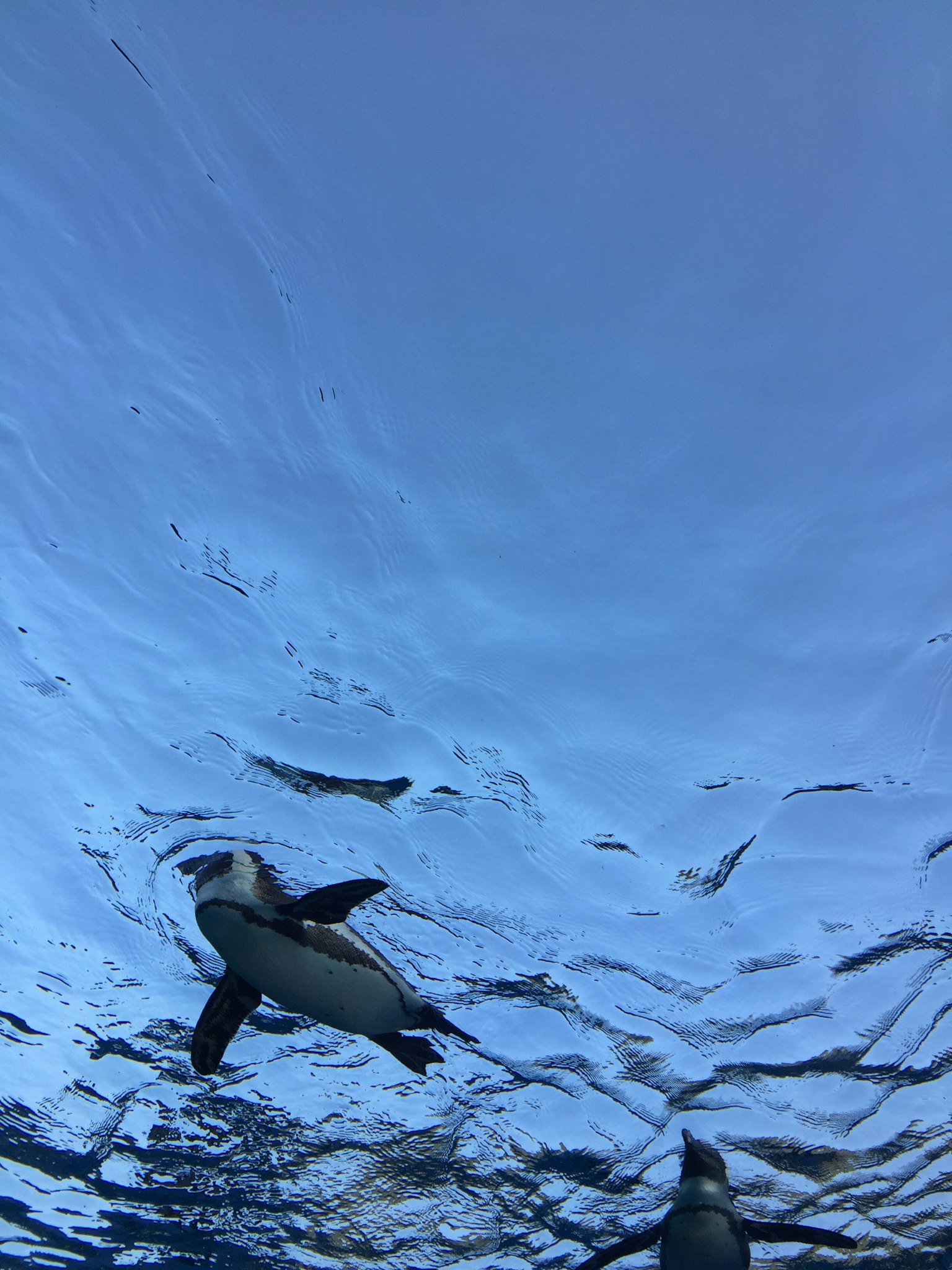 Seekor penguin berenang di bawah permukaan air biru yang jernih