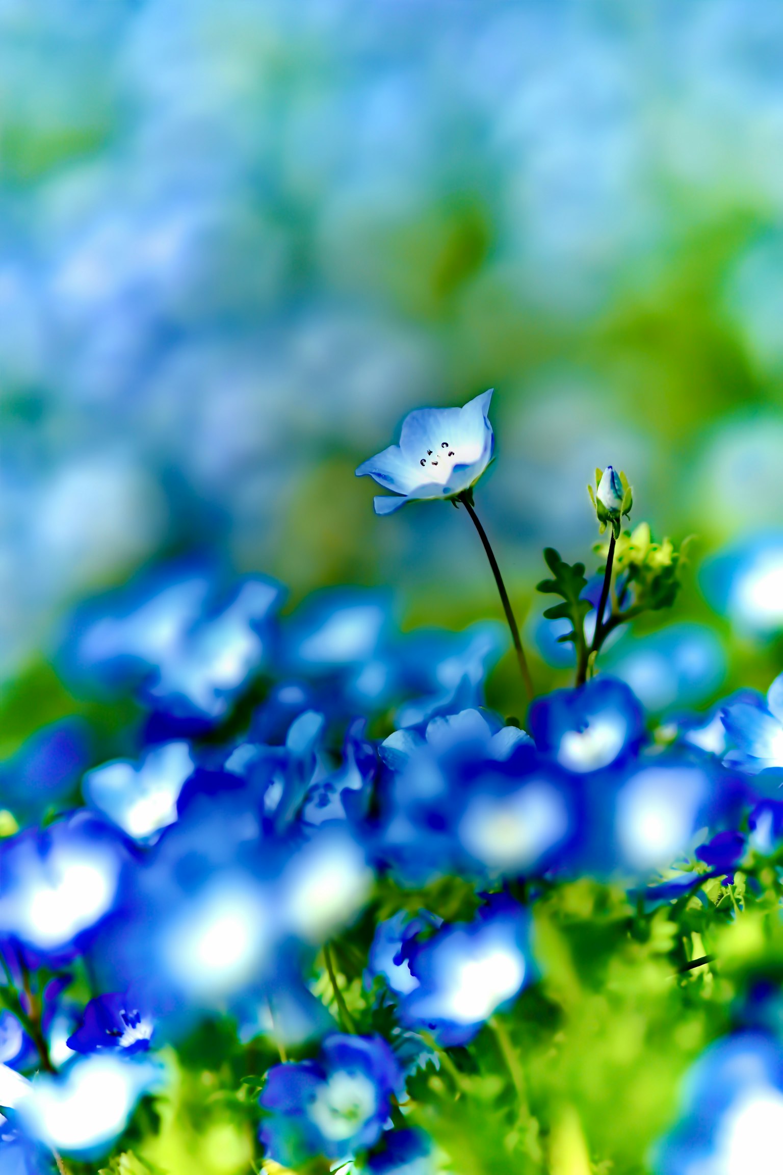 Une seule fleur blanche se distingue parmi une mer de fleurs bleues