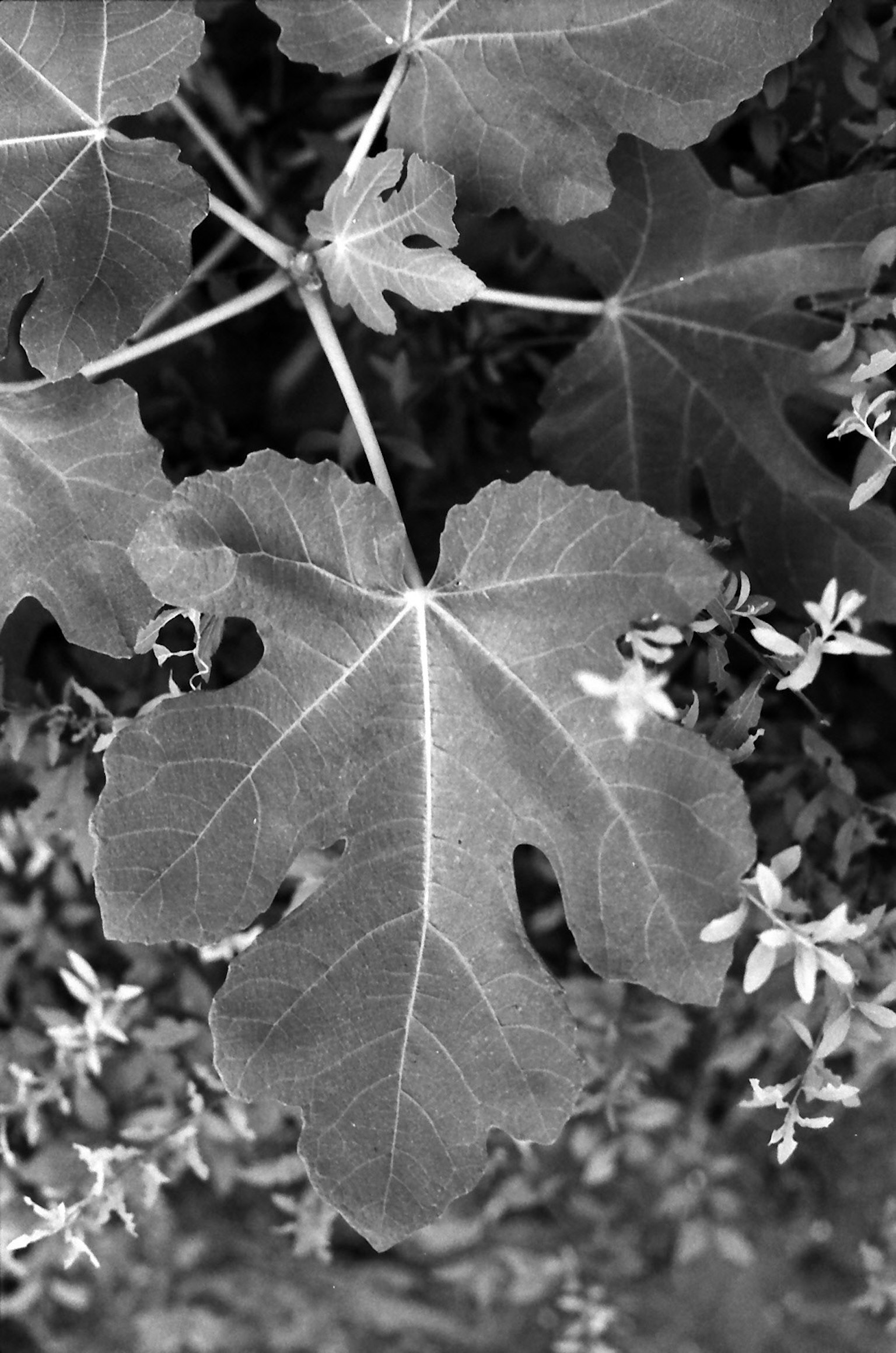 Close-up of a plant with black and white leaves and small flowers