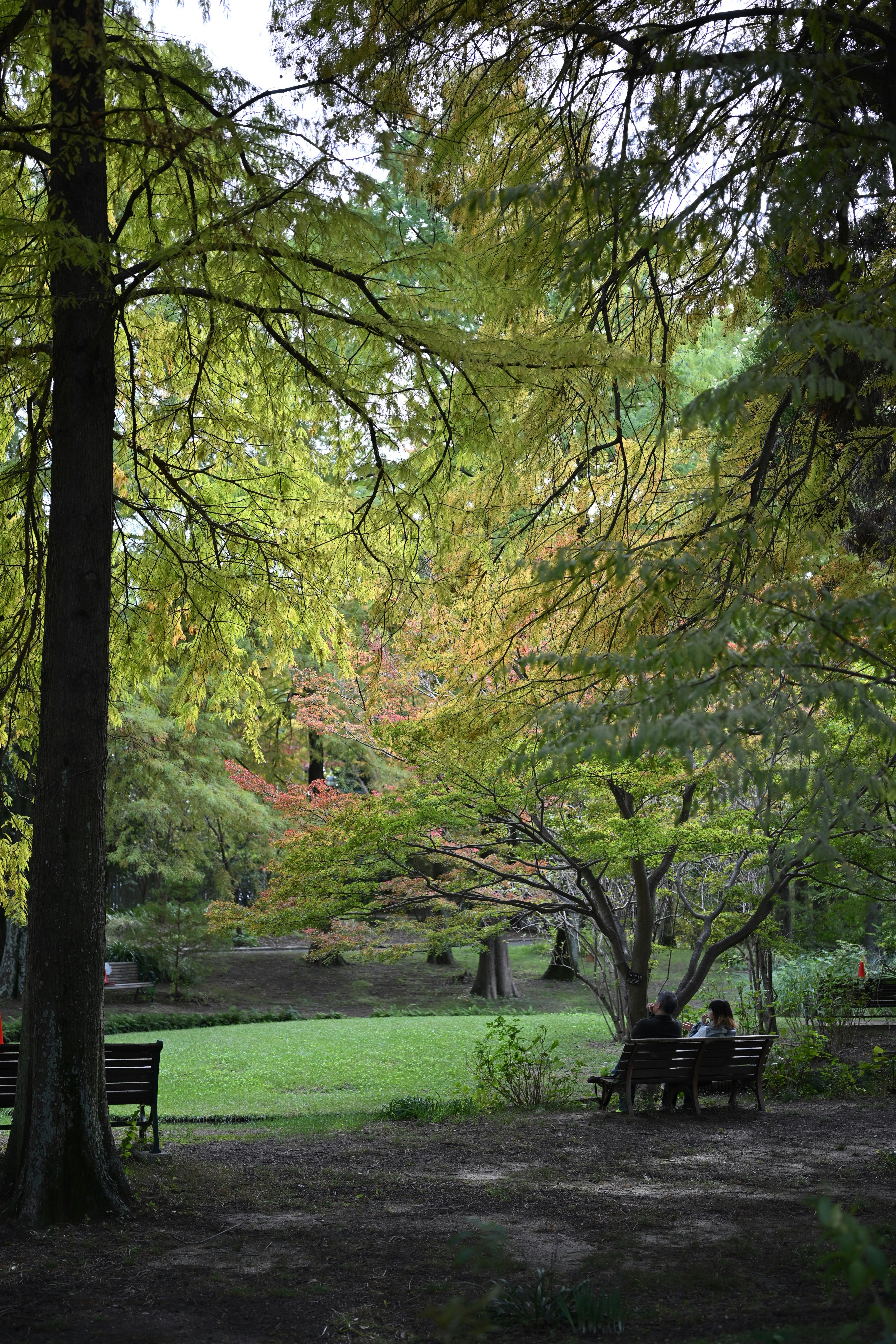 緑の芝生とベンチがある公園の木々の並木