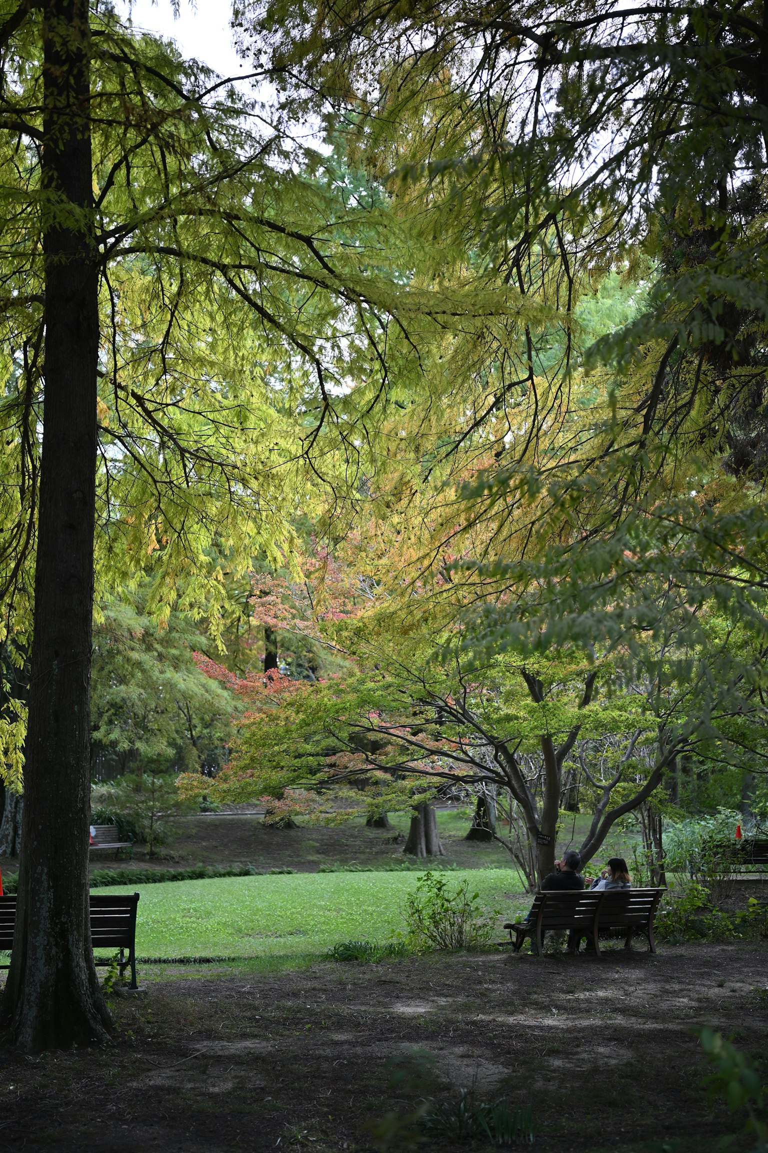 公園の緑豊かな風景と秋の色合いの木々が見える