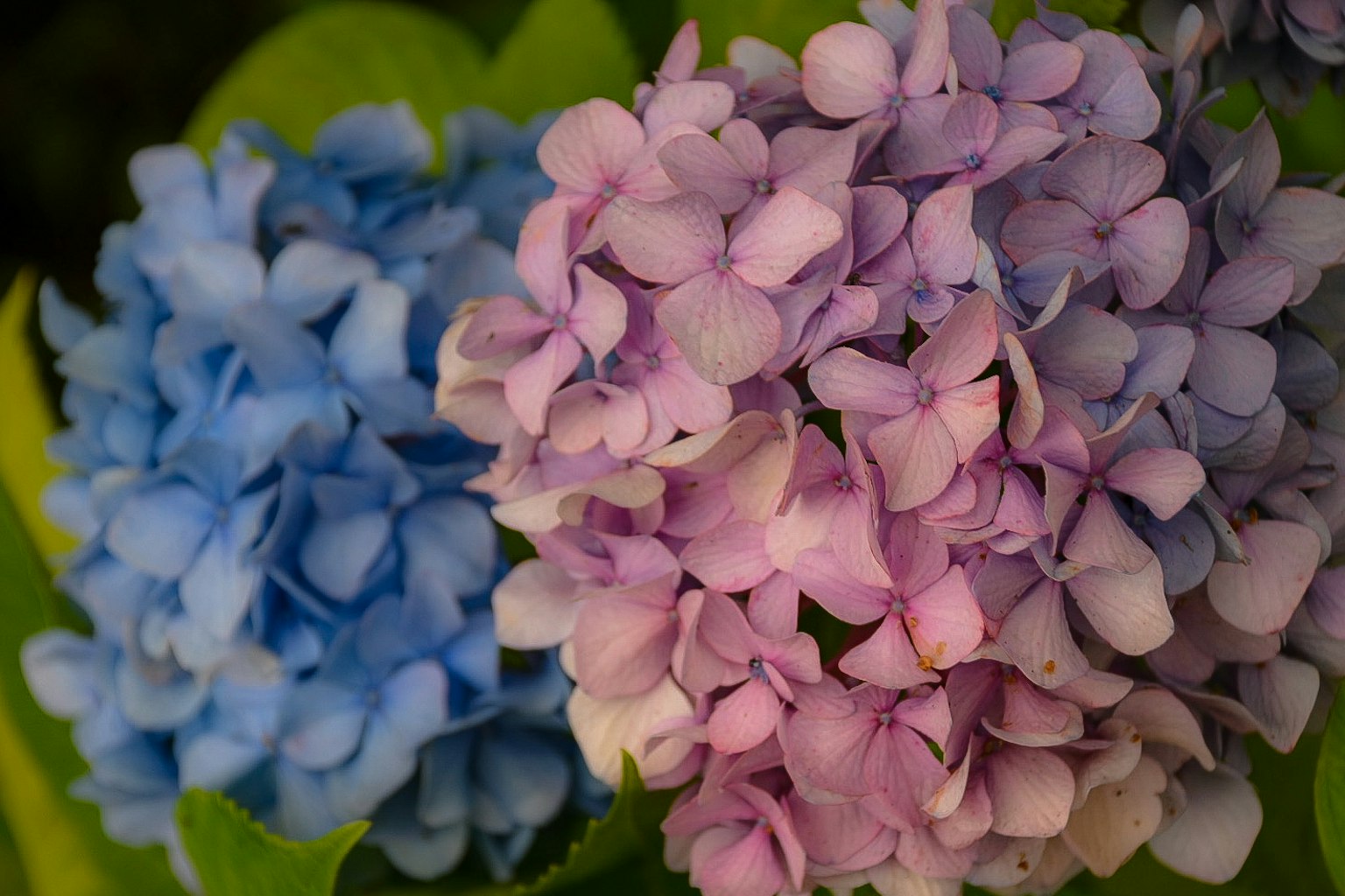 Fiori di ortensia blu e viola che sbocciano su uno sfondo di foglie verdi
