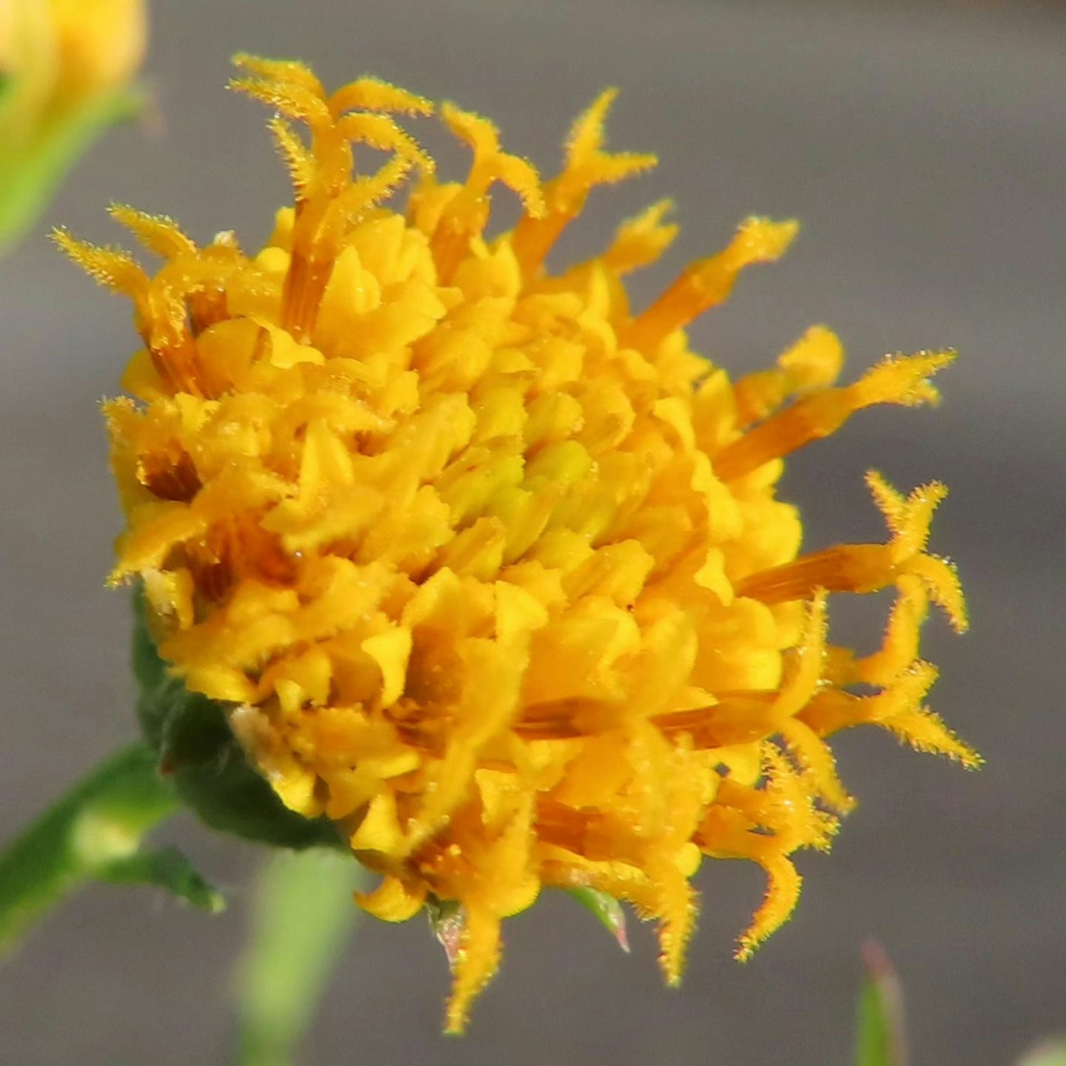 Nahaufnahme einer lebhaften gelben Blume mit einzigartiger Blütenstruktur