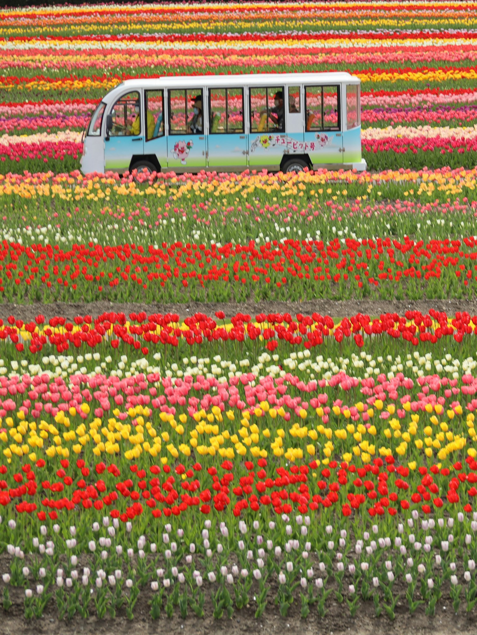 Một chiếc xe buýt màu xanh đậu giữa cánh đồng hoa tulip nhiều màu