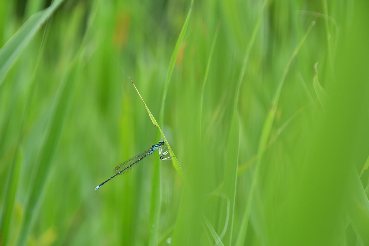 Libellula blu che riposa tra l'erba verde vibrante