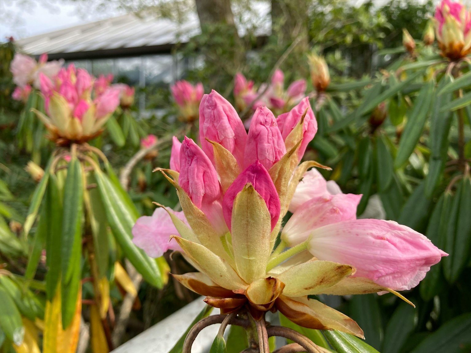 Fleurs de rhododendron roses magnifiques en fleurs dans un jardin