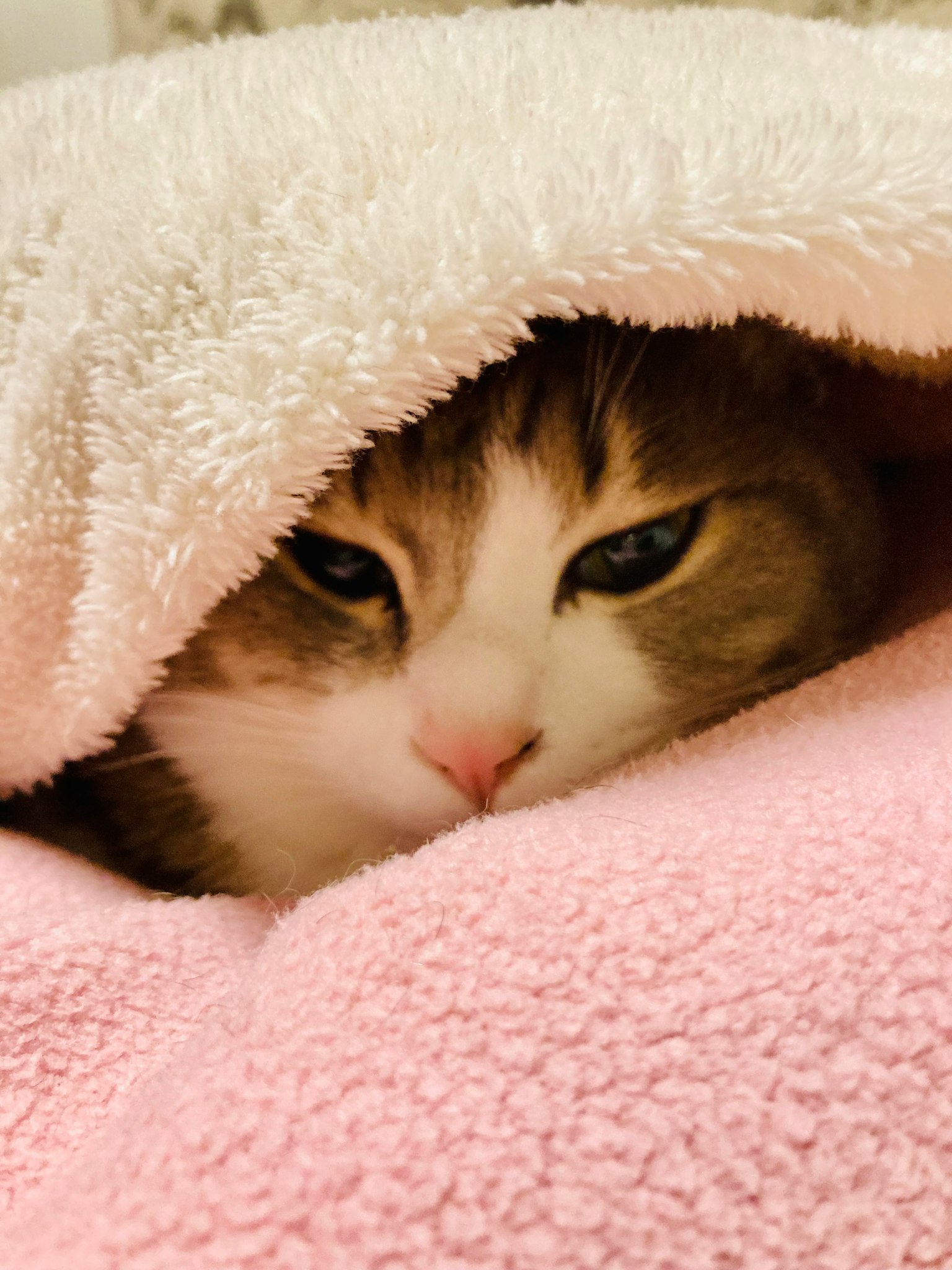 Gesicht einer grau-weißen Katze, die aus einer Decke schaut