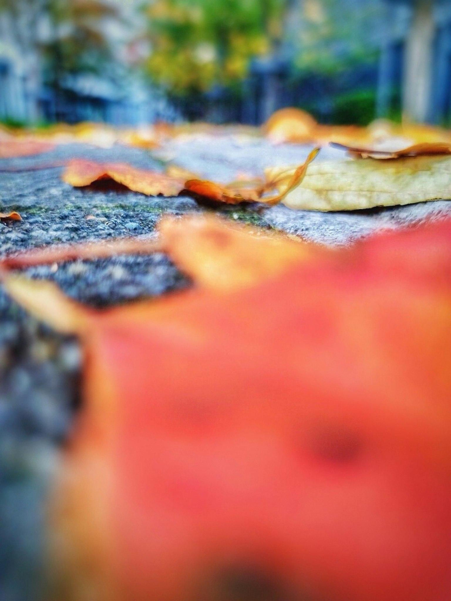 ใบไม้ฤดูใบไม้ร่วงกระจัดกระจายอยู่บนทางปู