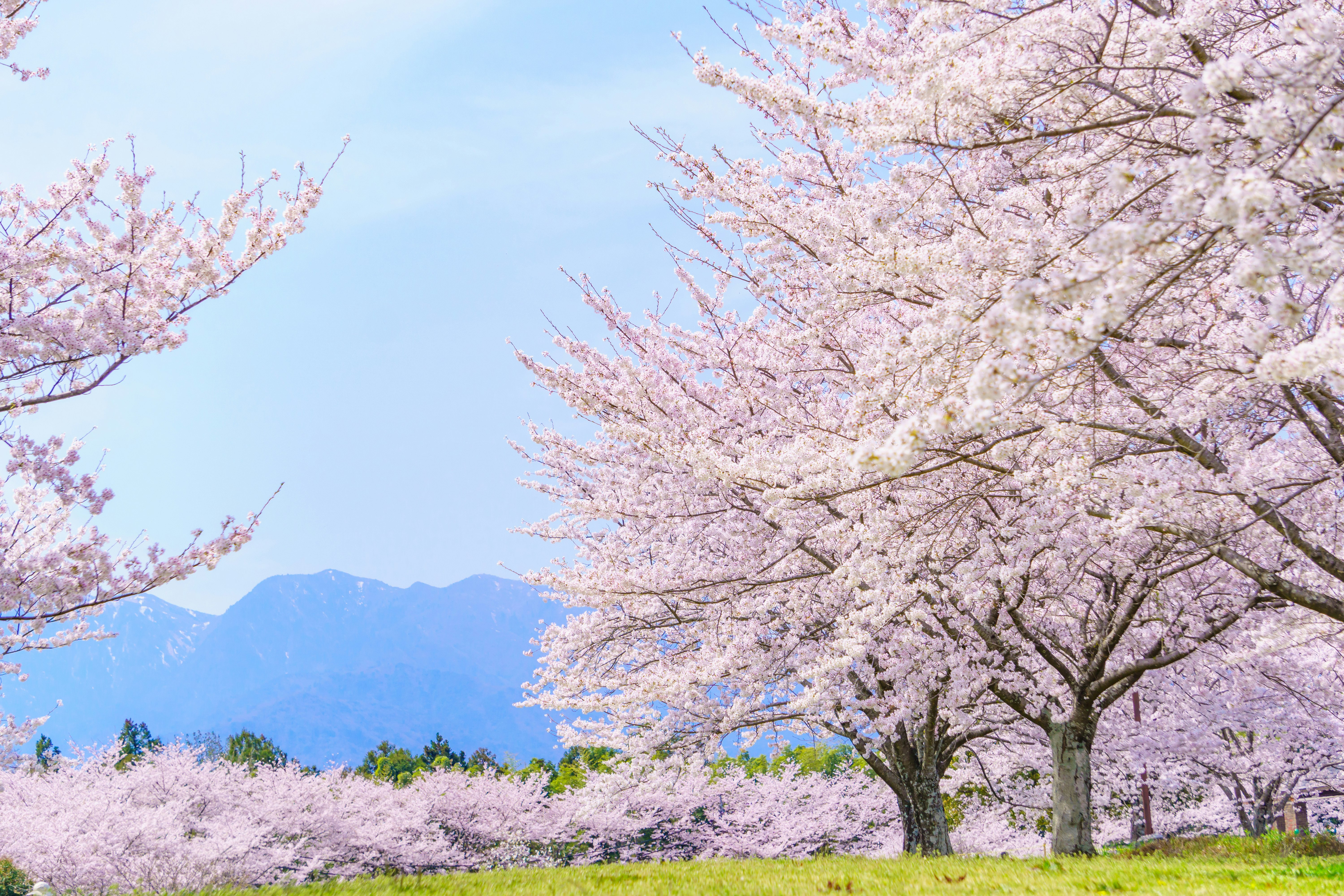 Cherry blossoms in full bloom with blue sky and distant mountains