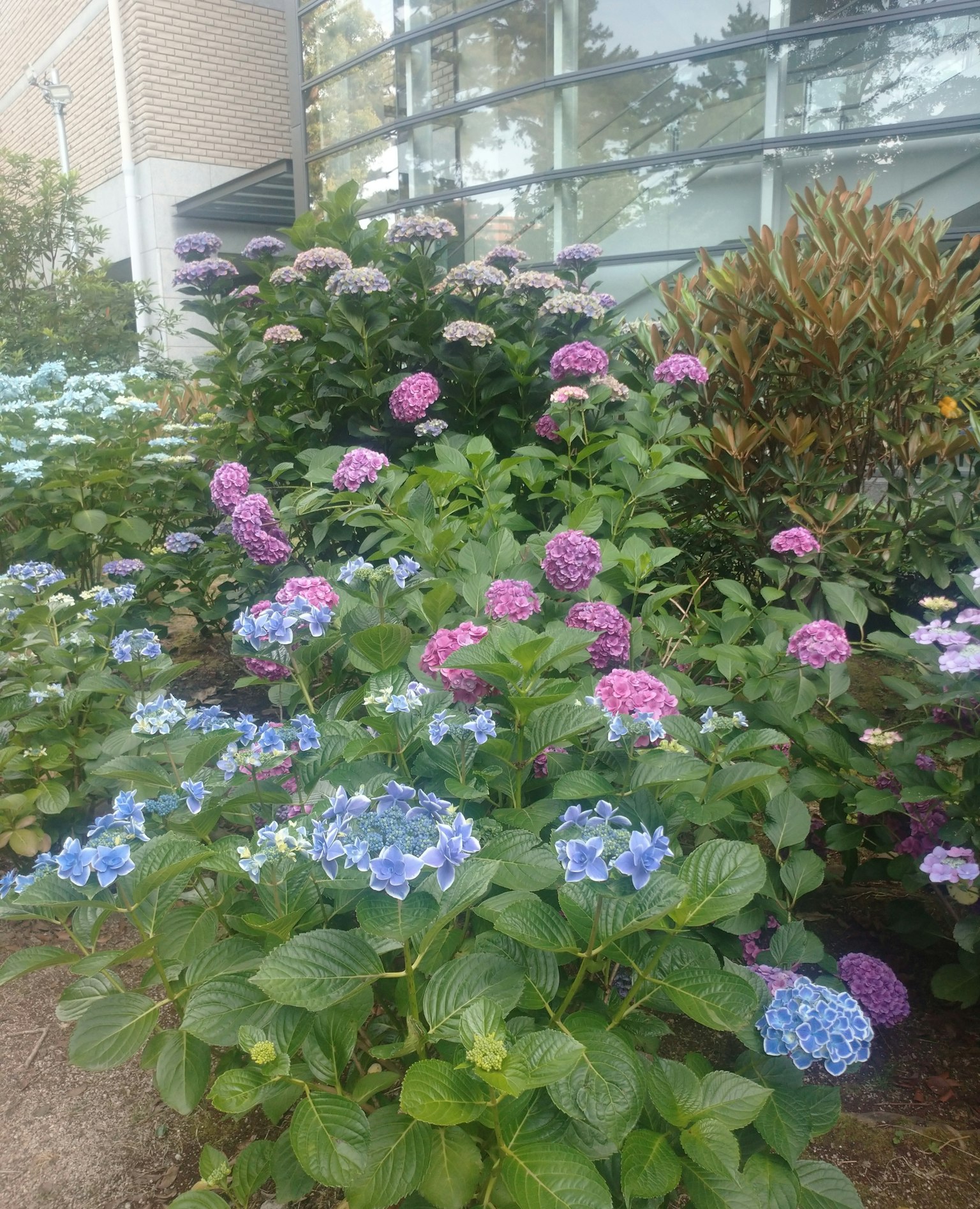 다양한 색상의 수국이 피어 있는 정원