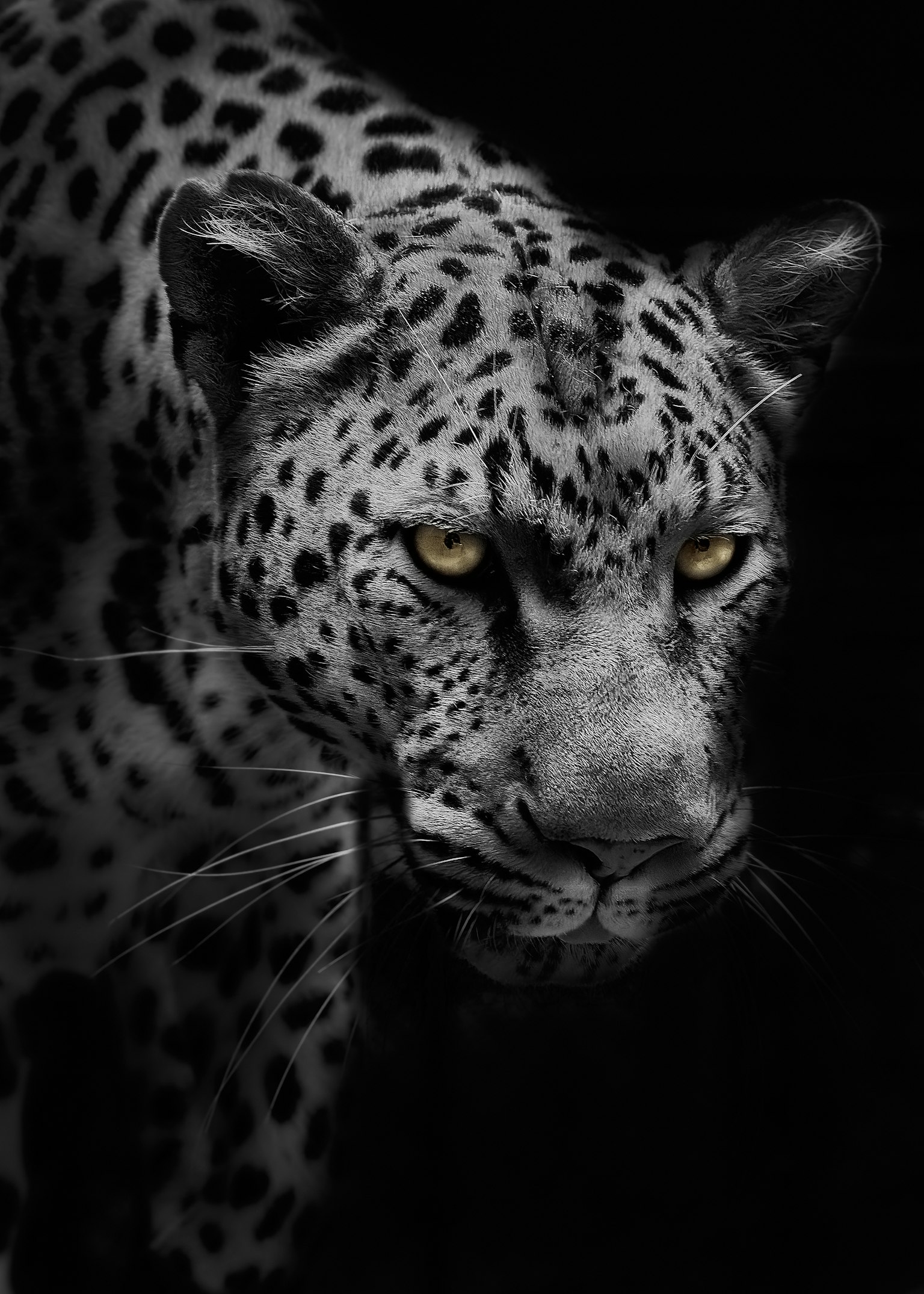 Nahaufnahme des Gesichts eines Leoparden mit gelben Augen vor schwarzem Hintergrund