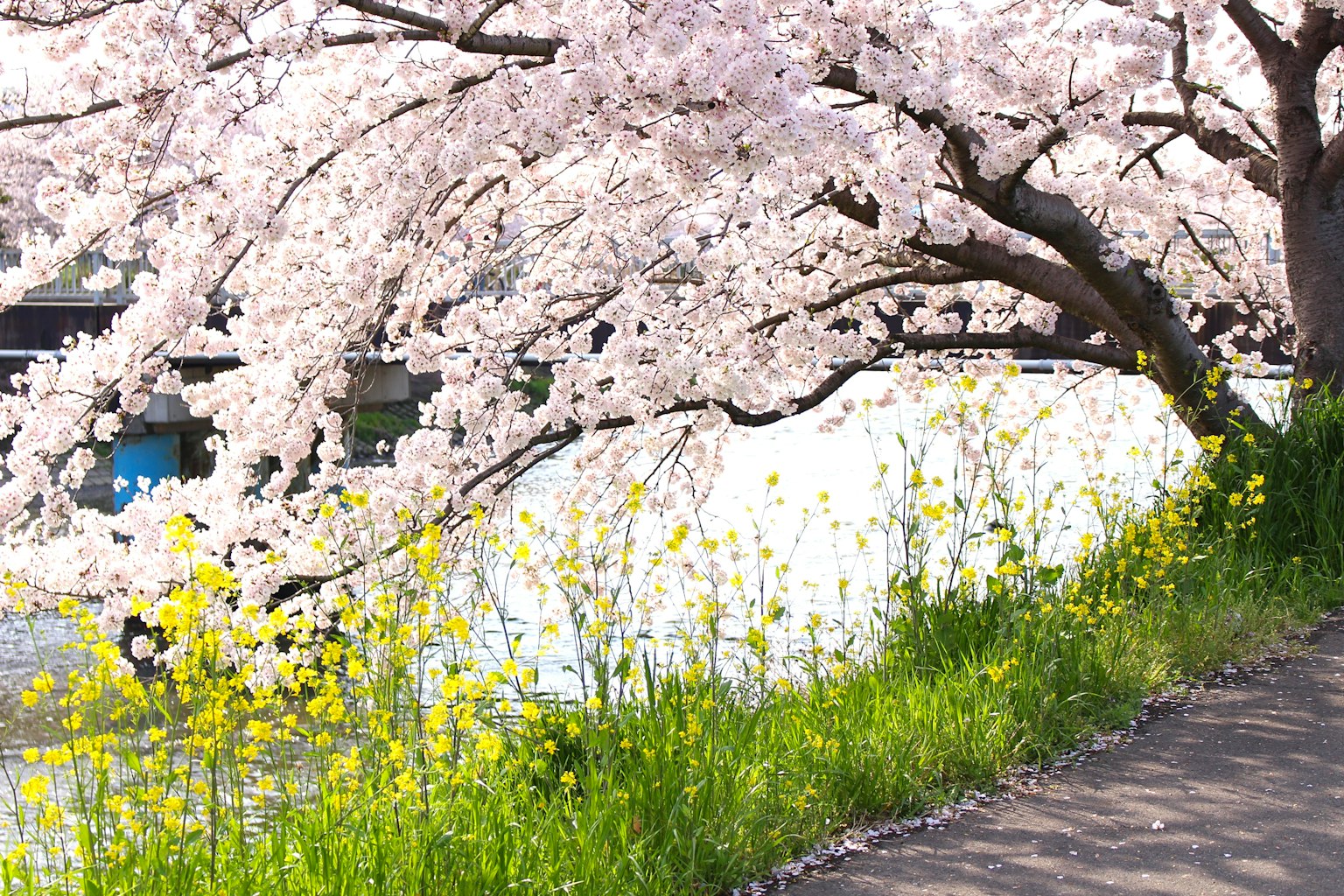 ทิวทัศน์ริมน้ำที่มีซากุระบานดอกไม้สีเหลืองและหญ้าสีเขียวสดใส