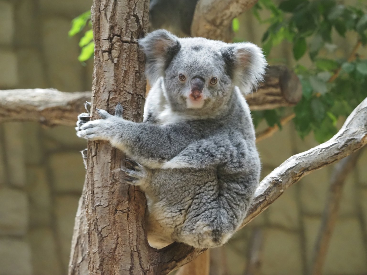 Close-up of a koala sitting on a tree branch with gray fur and distinctive ears