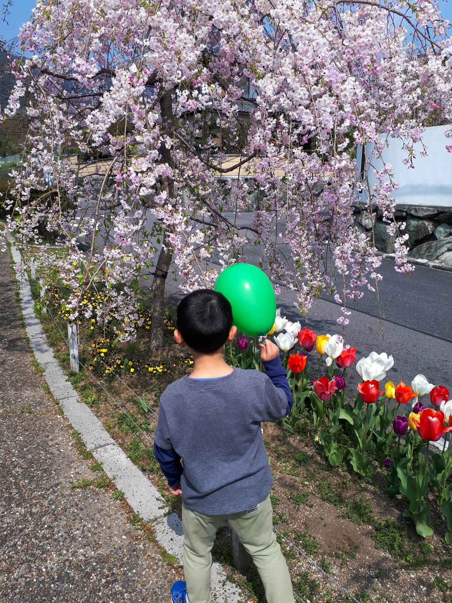 Kind mit einem grünen Ballon vor einem blühenden Kirschbaum