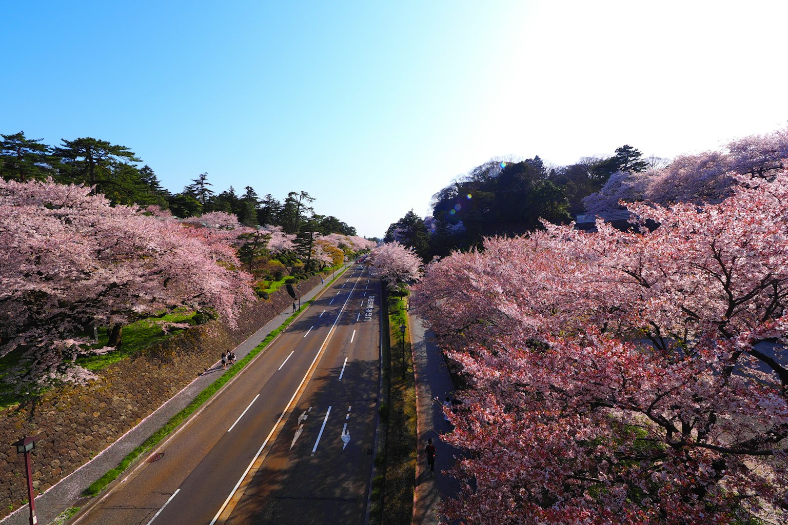 櫻花樹排成行的道路景色，藍天晴朗
