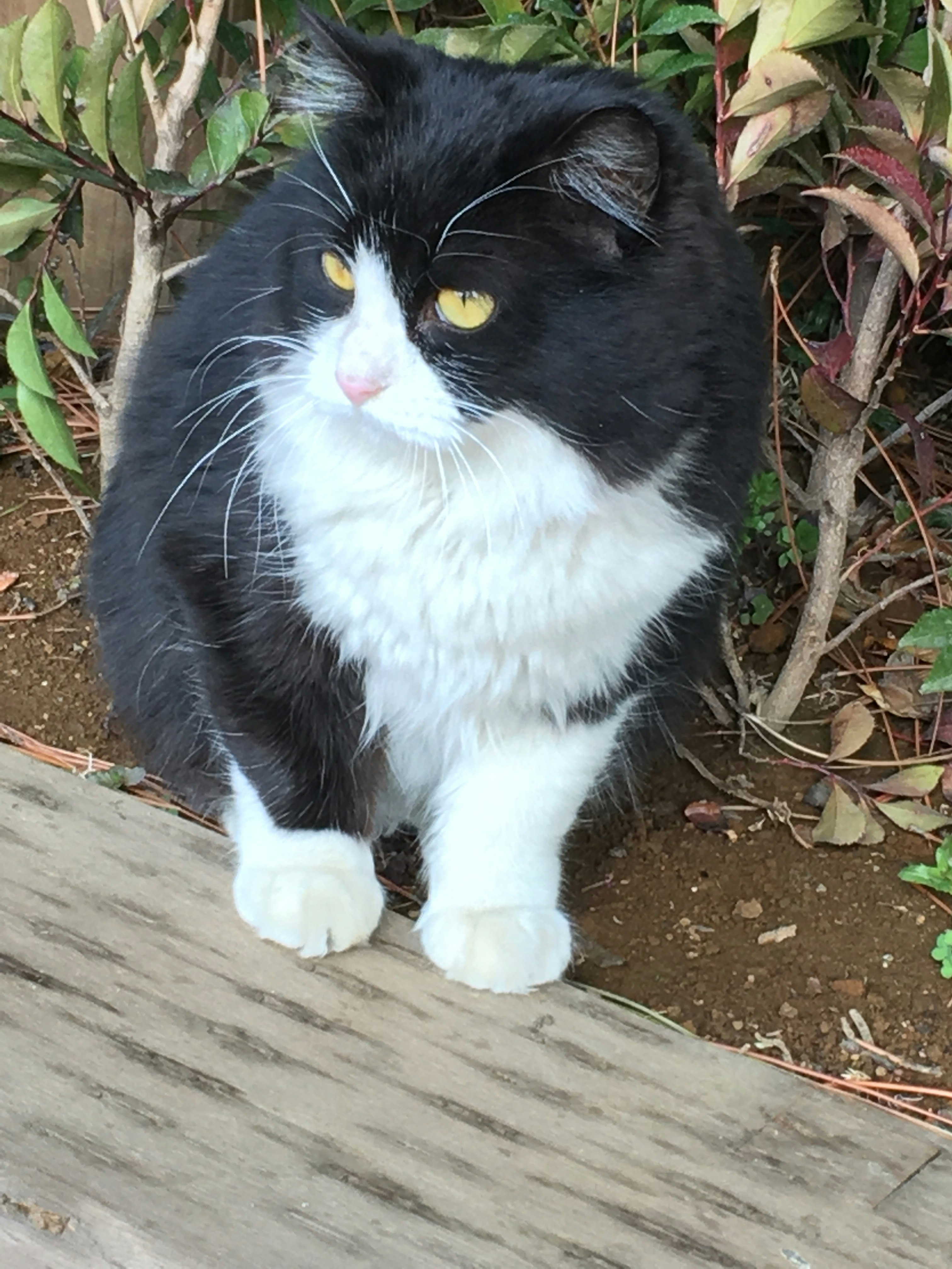 植え込みの横に座る黒白の猫