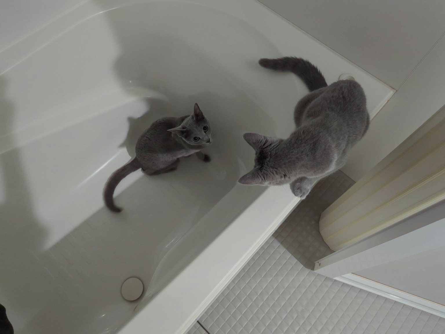 Due gatti grigi che giocano in una vasca da bagno