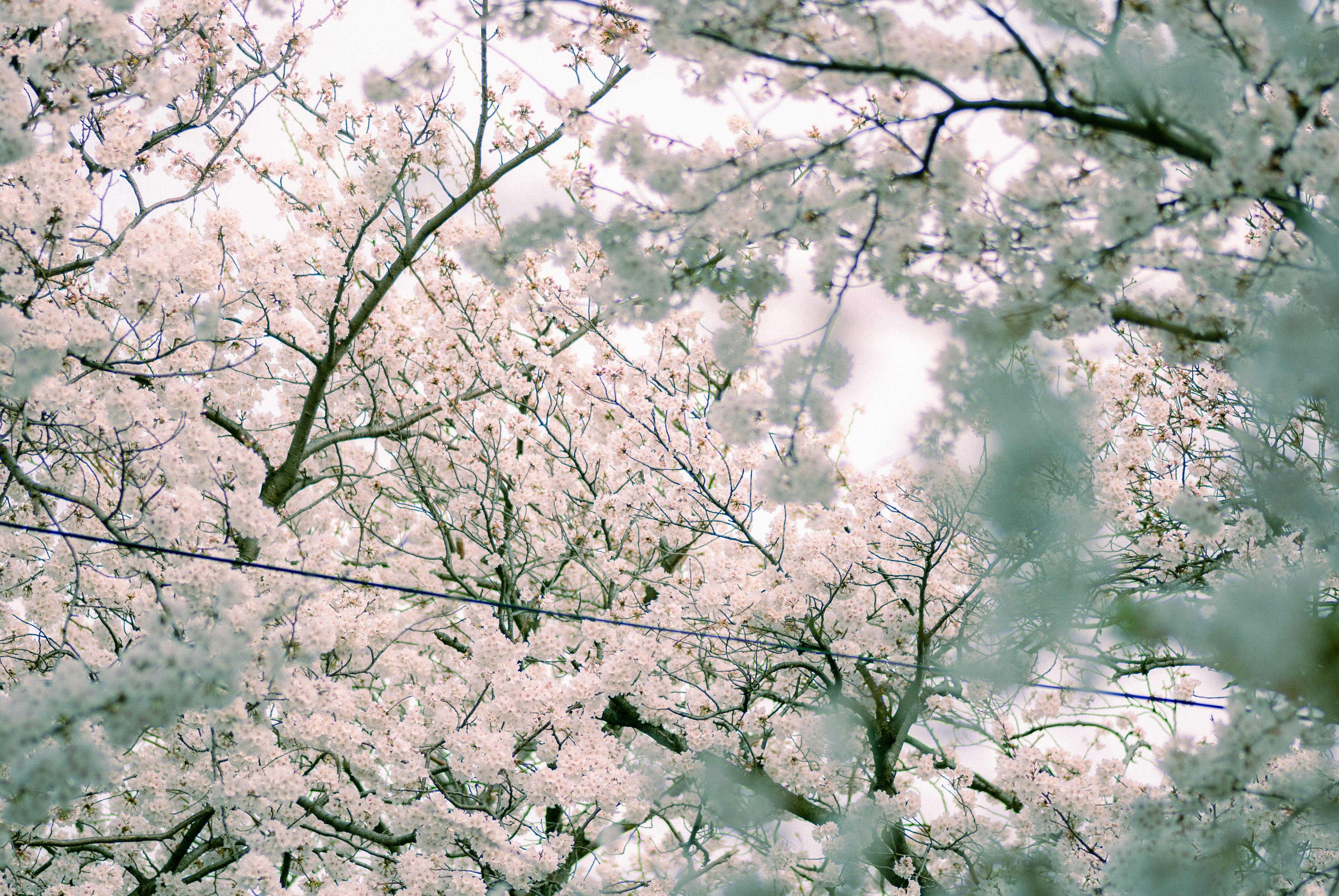 Cherry blossoms blooming across branches in a cool spring scene