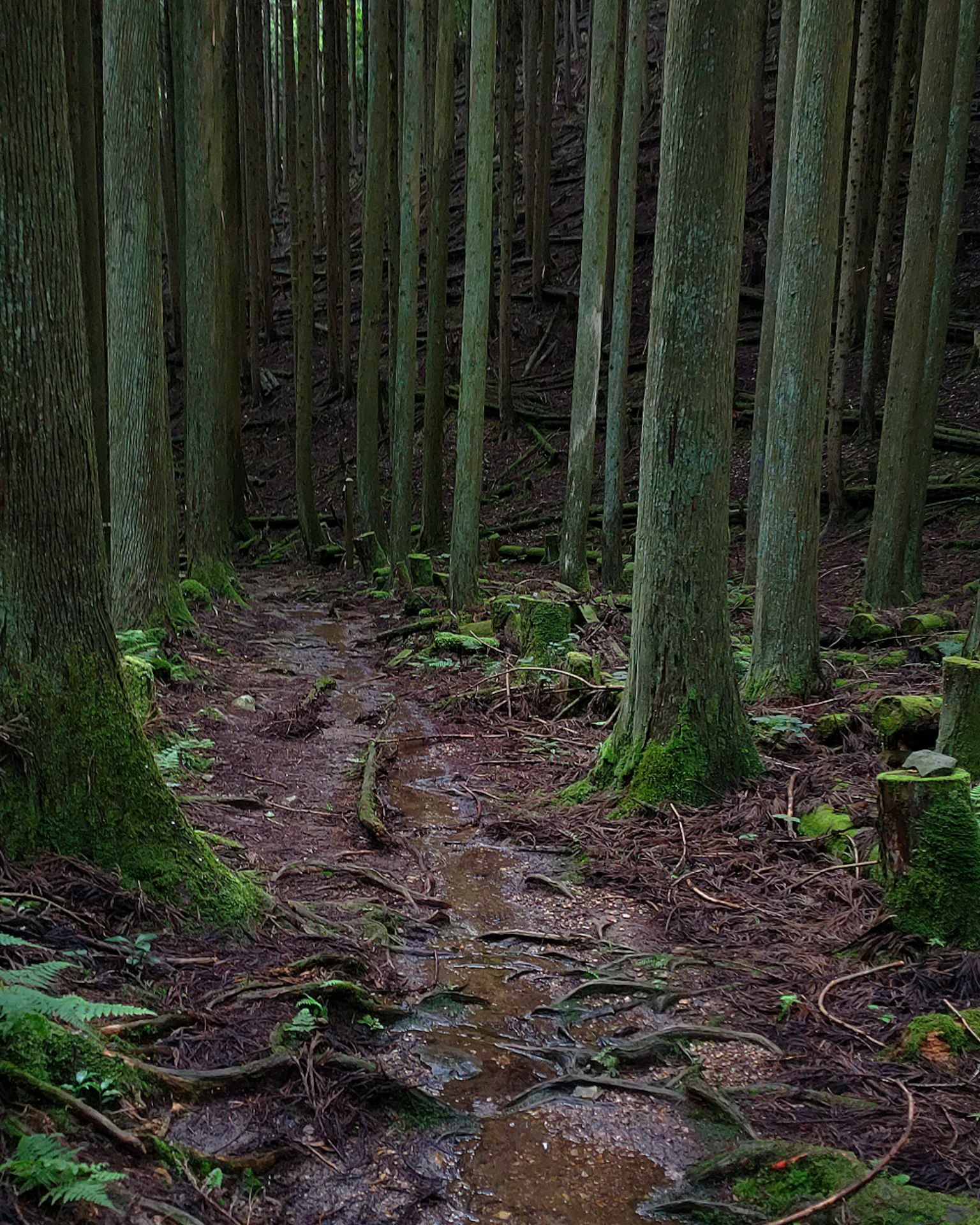A forest path winding through tall trees covered in green moss