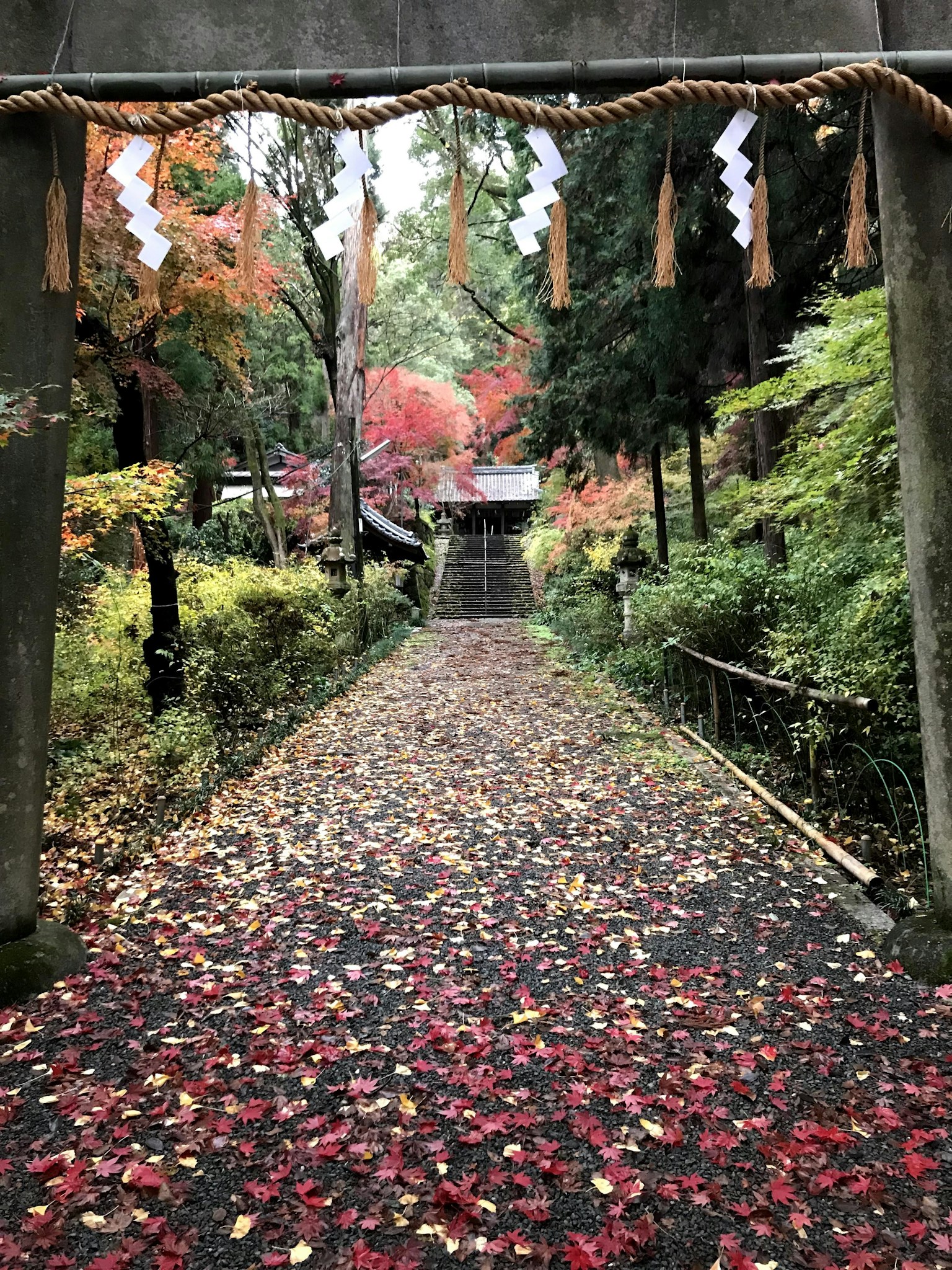秋の紅葉に彩られた神社の参道が広がる風景