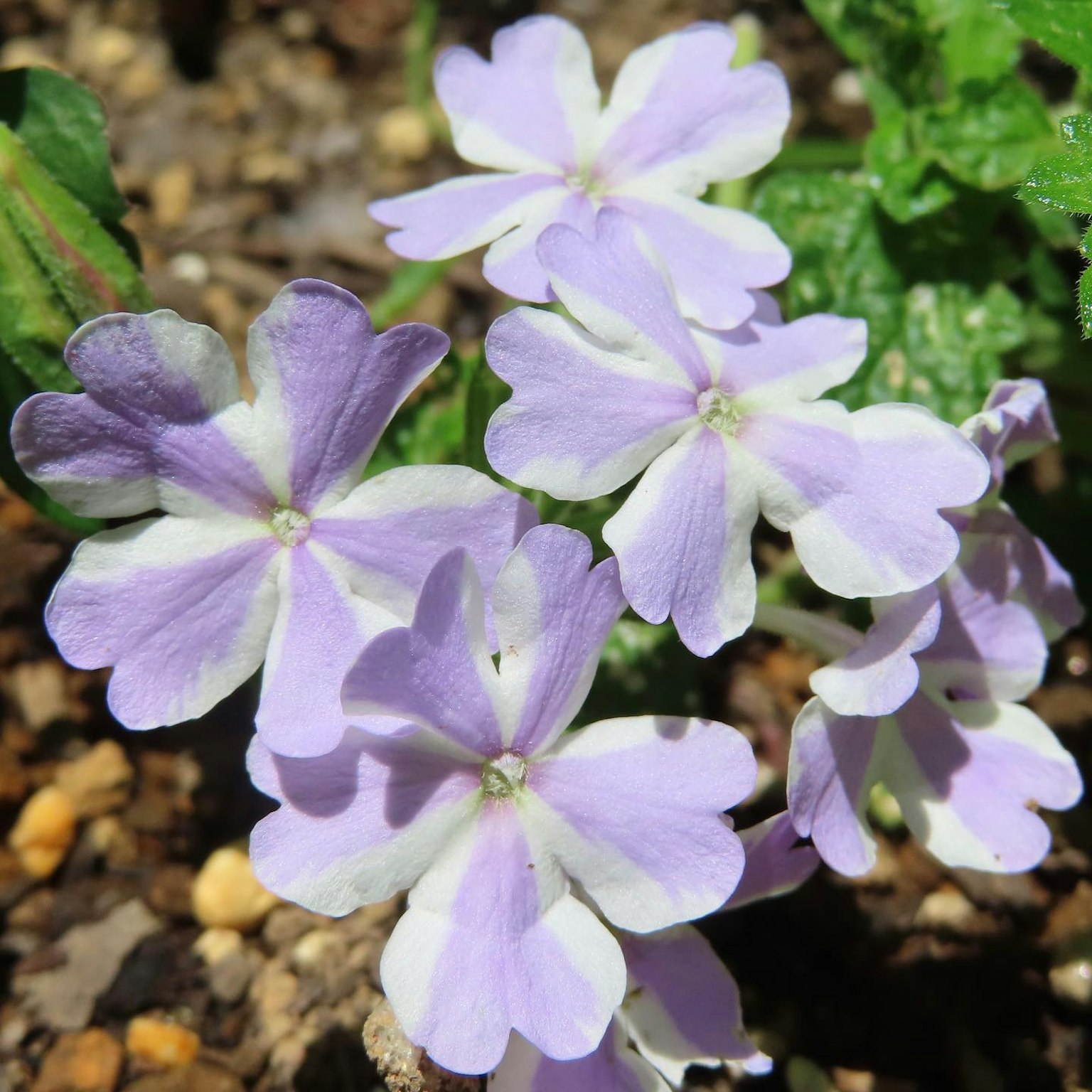 Conjunto de flores moradas pálidas y blancas en floración