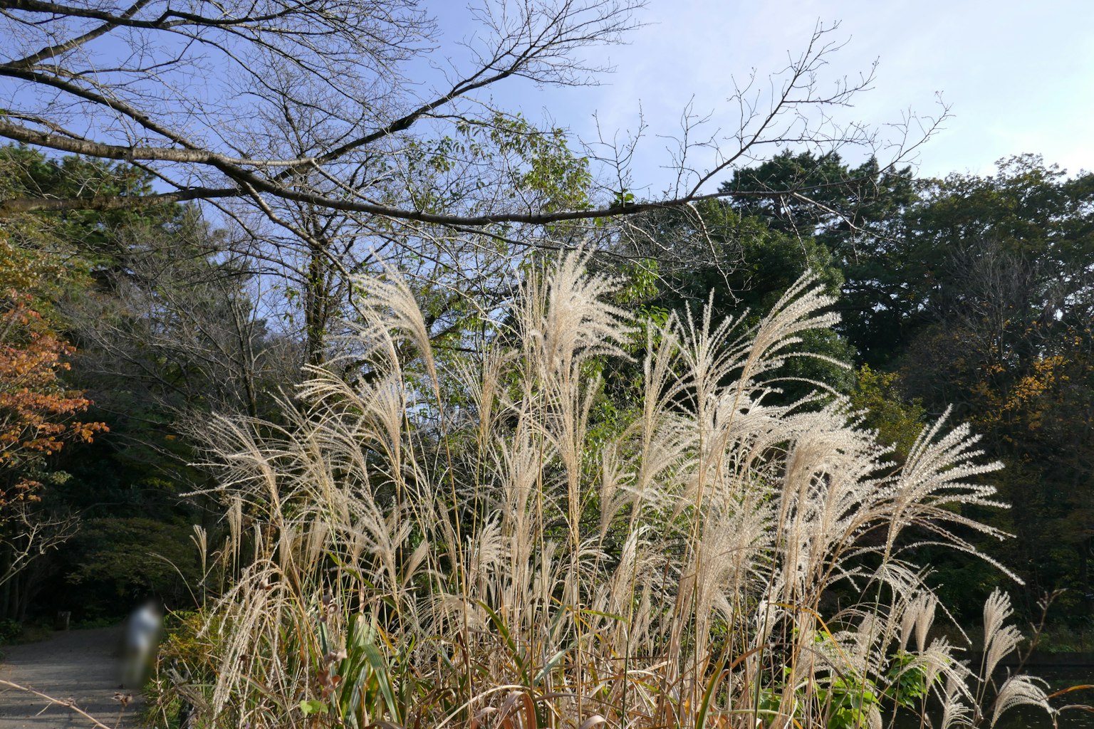 ภาพของหญ้าพัมพัสสีขาวที่แกว่งไปมาภายใต้ท้องฟ้าสีฟ้า