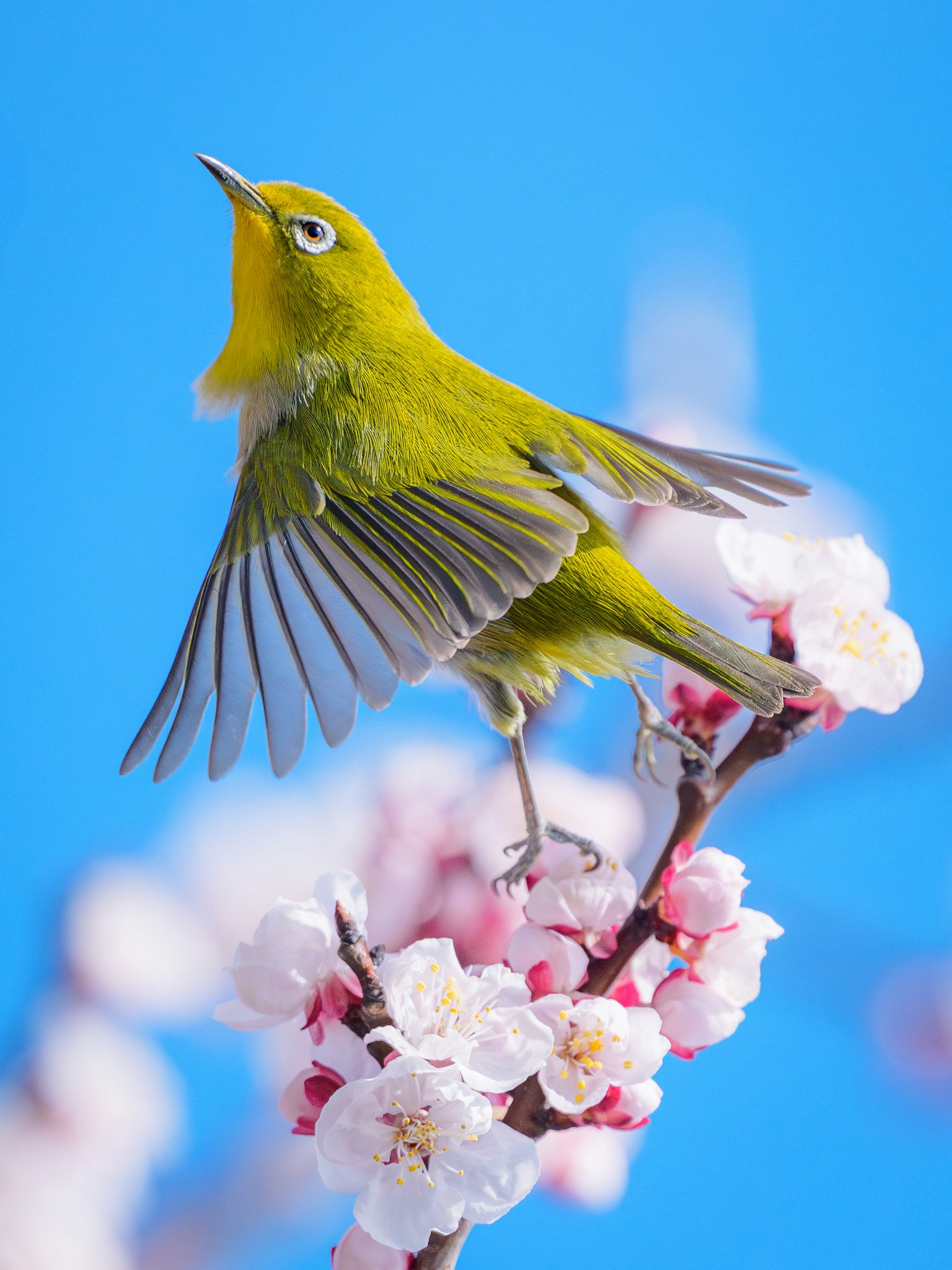 Burung hijau bertengger di bunga sakura di bawah langit biru