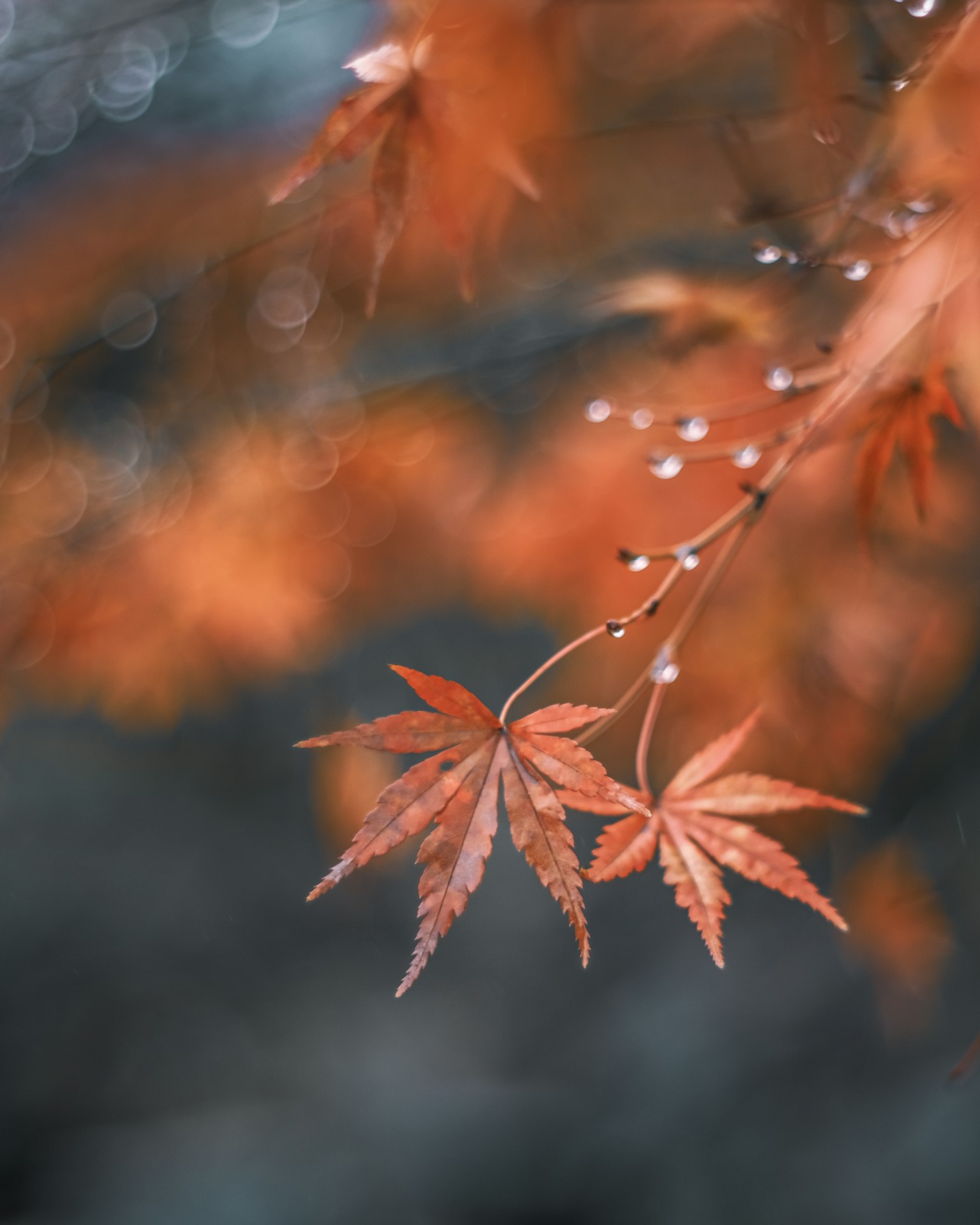 Red maple leaves adorned with droplets against a soft background