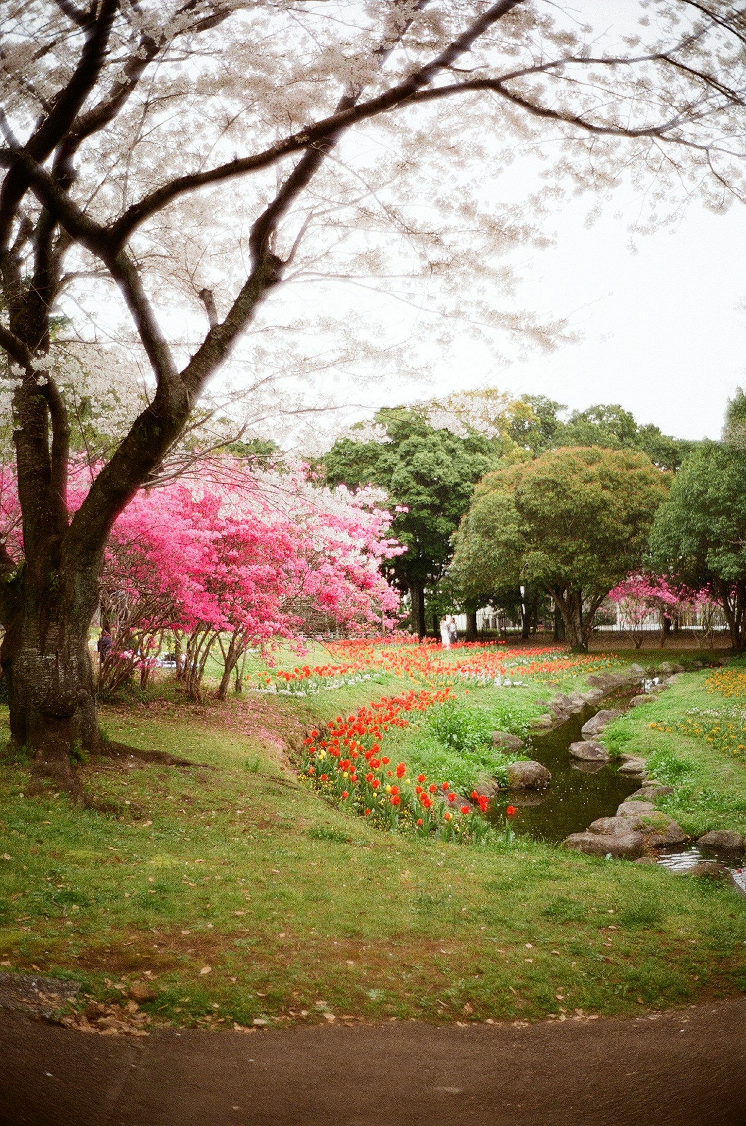 Paesaggio del parco con alberi di ciliegio e fiori colorati