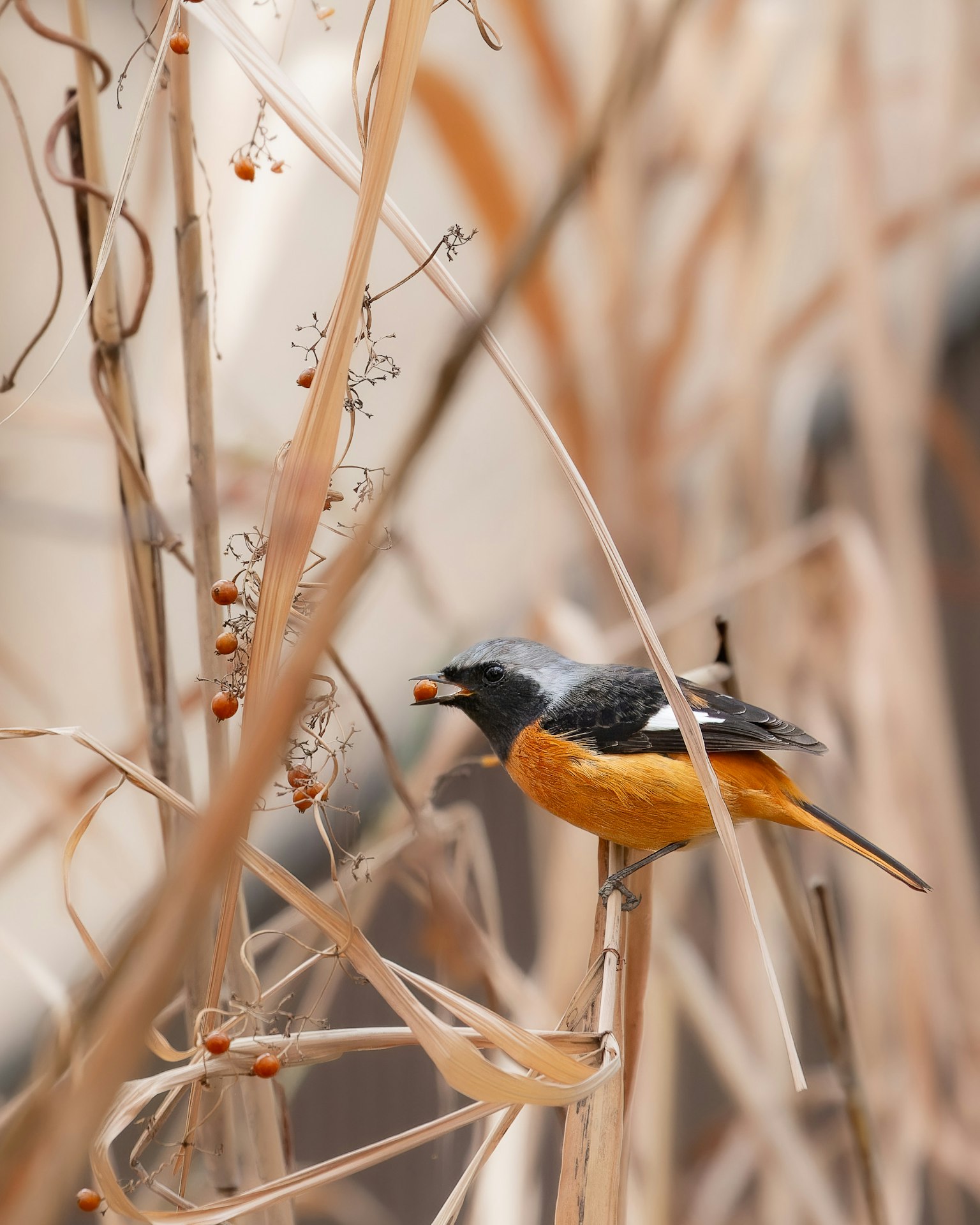 Ein Vogel mit orangefarbenem Bauch und schwarzem Kopf, der Beeren zwischen trockenem Gras frisst