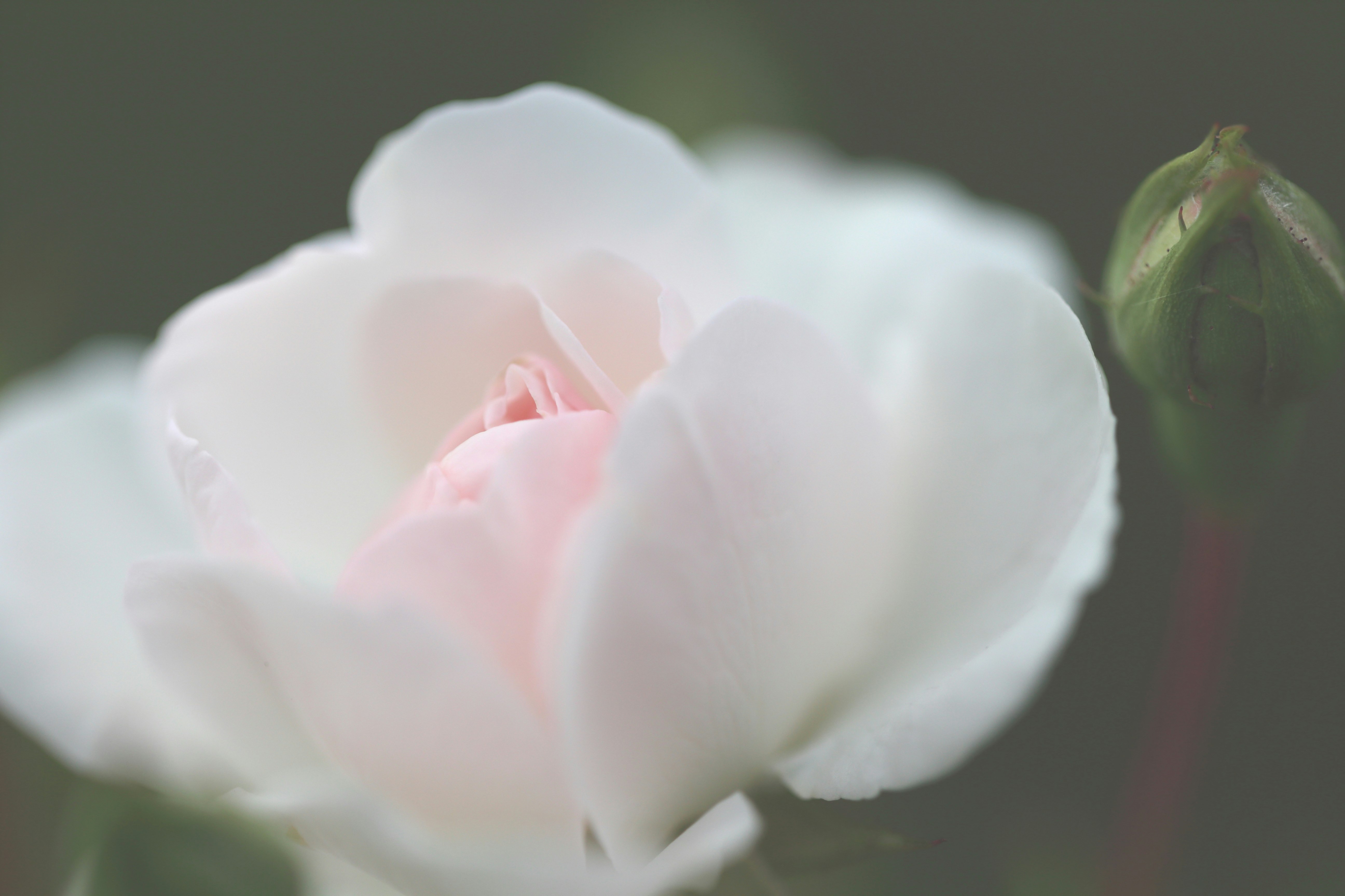 하얀 꽃잎 클로즈업