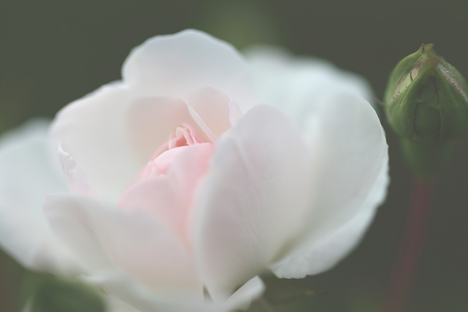 Nahaufnahme einer weißen Rose mit einem sanften rosa Zentrum