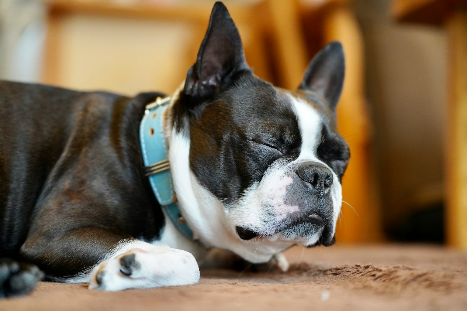 Imagen en primer plano de un bulldog francés durmiendo