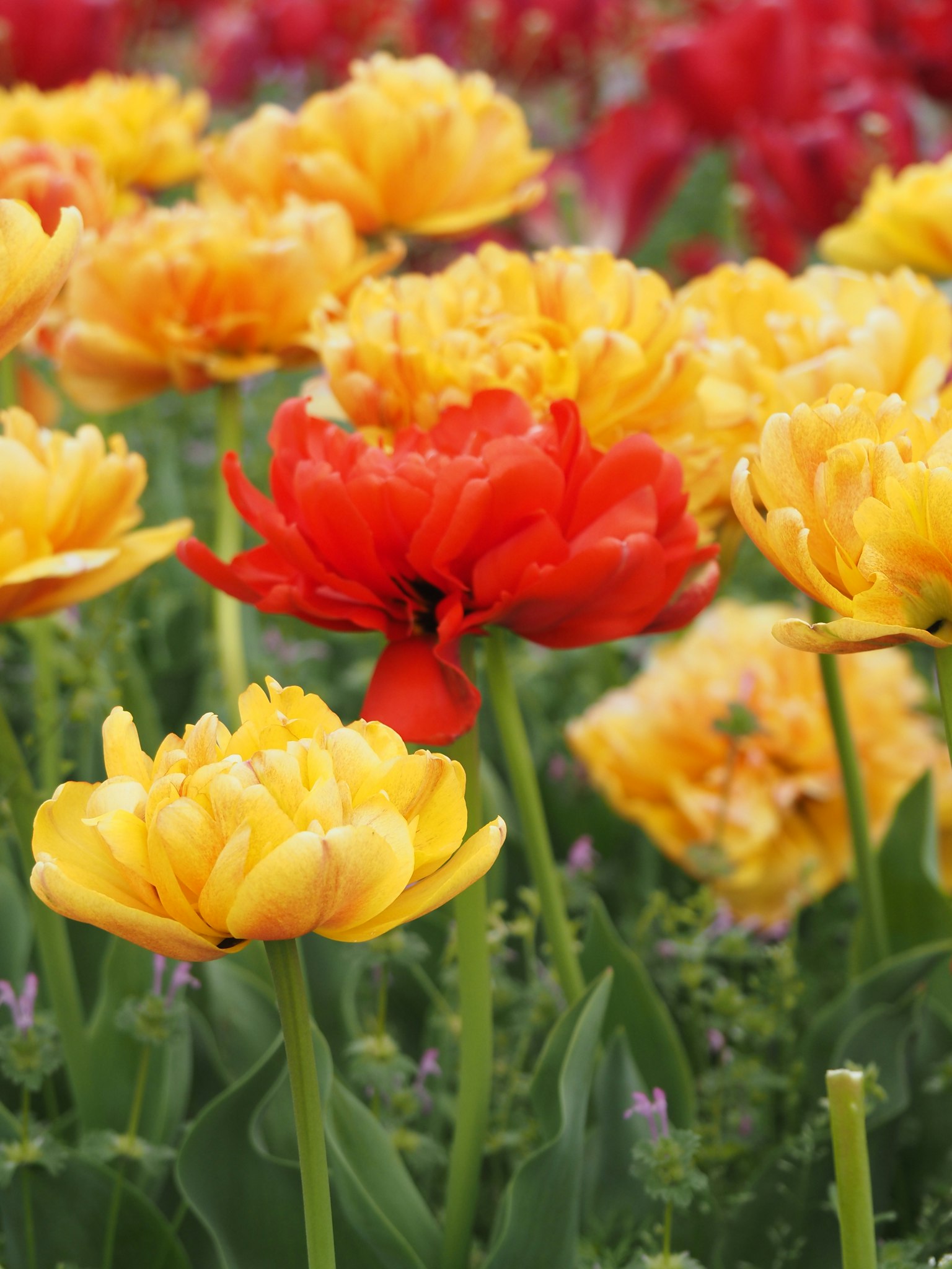一片生機勃勃的花田，盛開著紅色和黃色的鬱金香