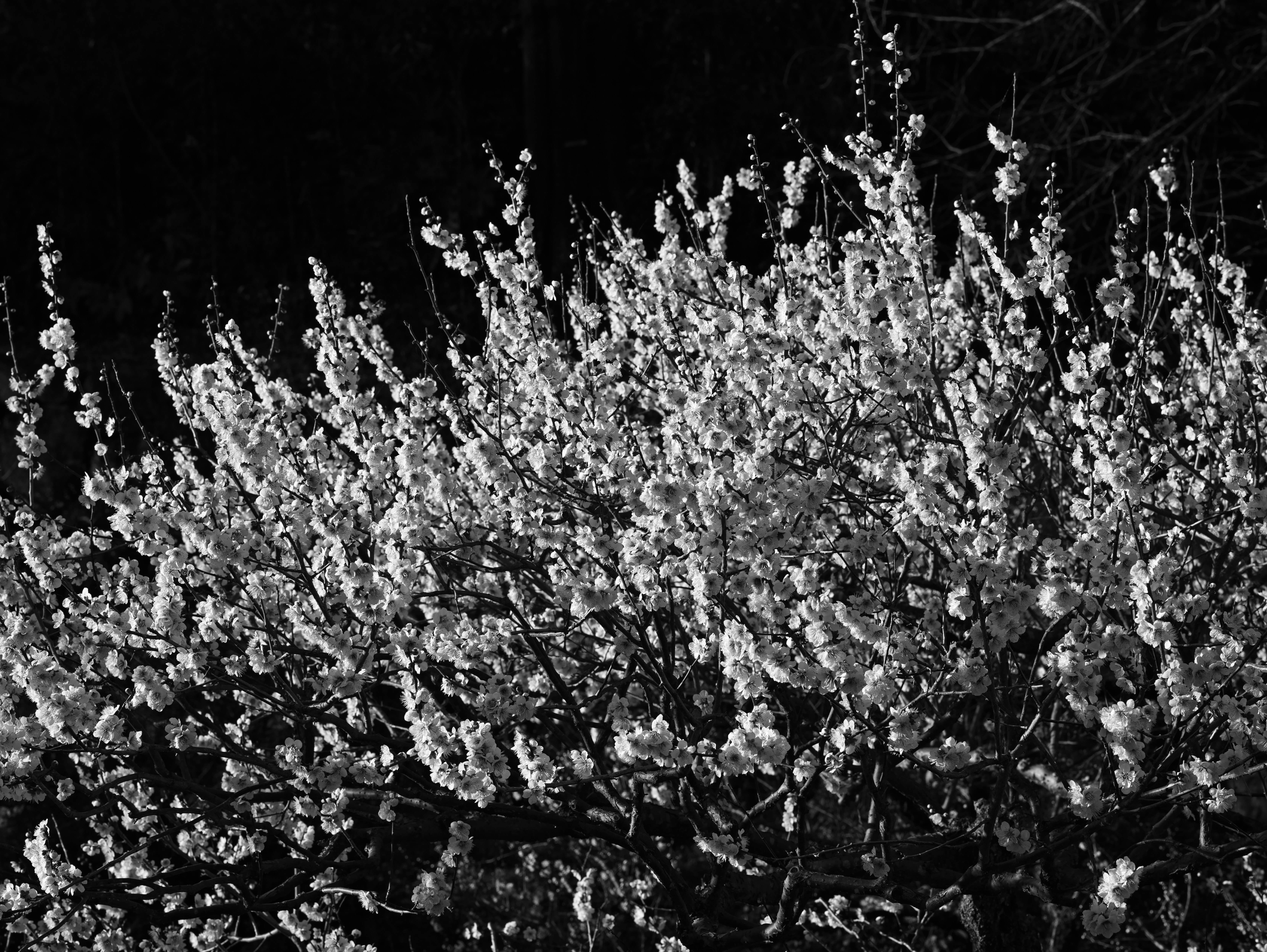 white blossoms on branches against a dark night background
