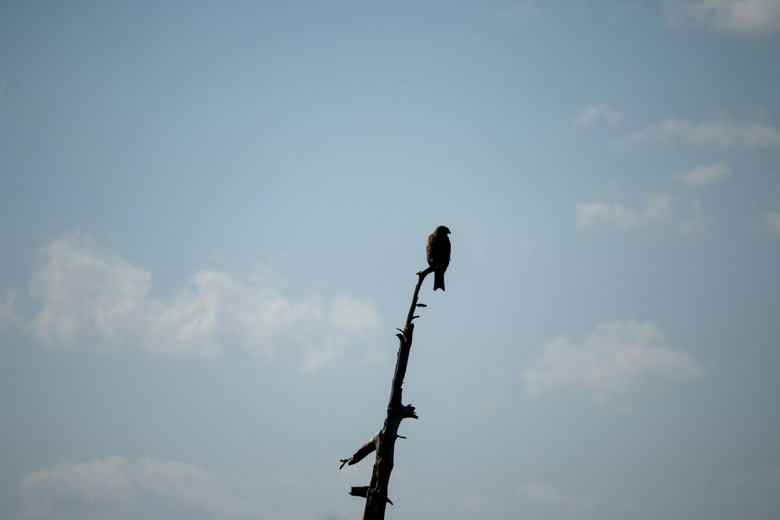 Ein Vogel, der auf der Spitze eines Baumastes vor einem klaren Himmel sitzt