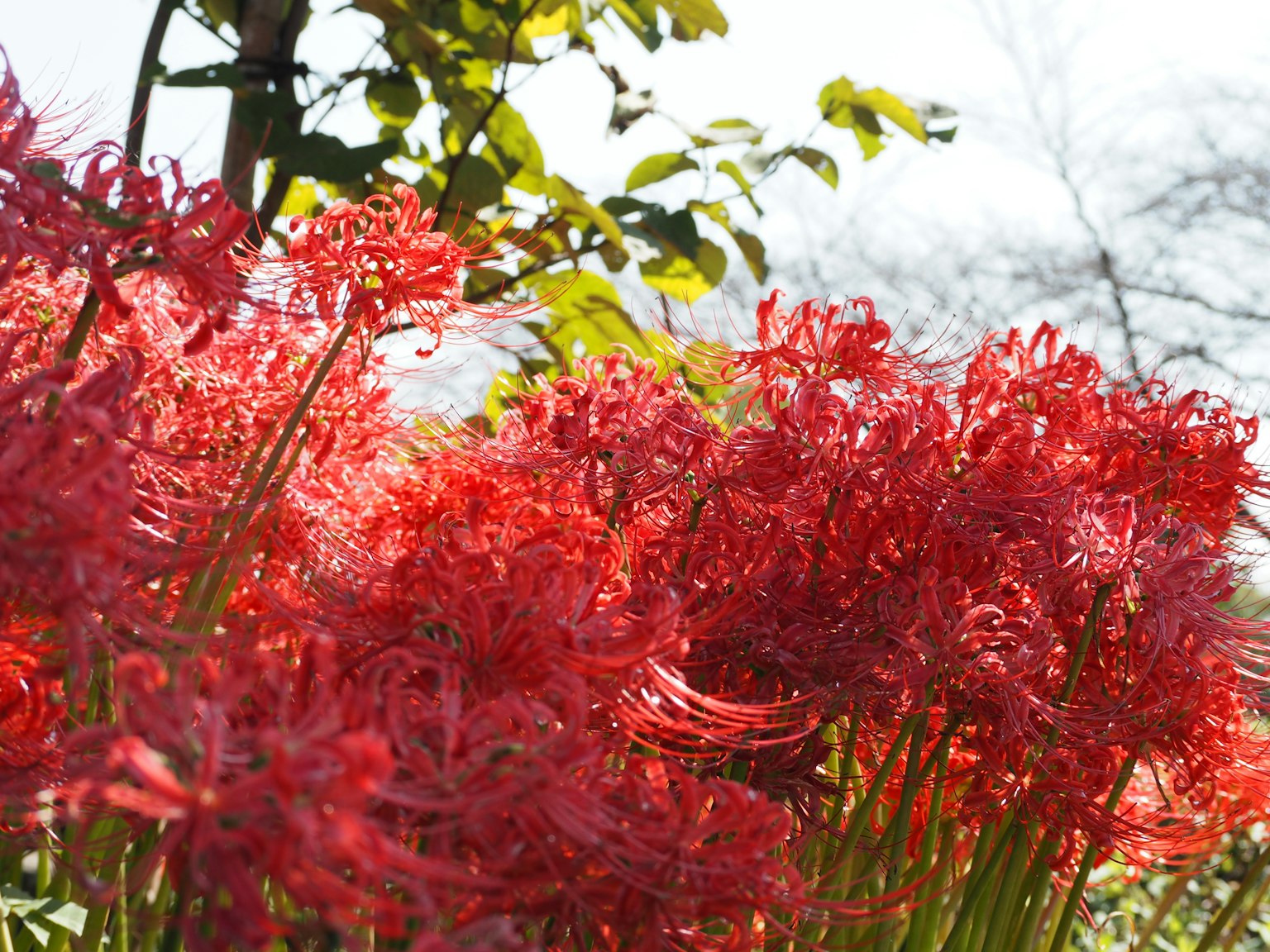 A vibrant cluster of red spider lilies in full bloom