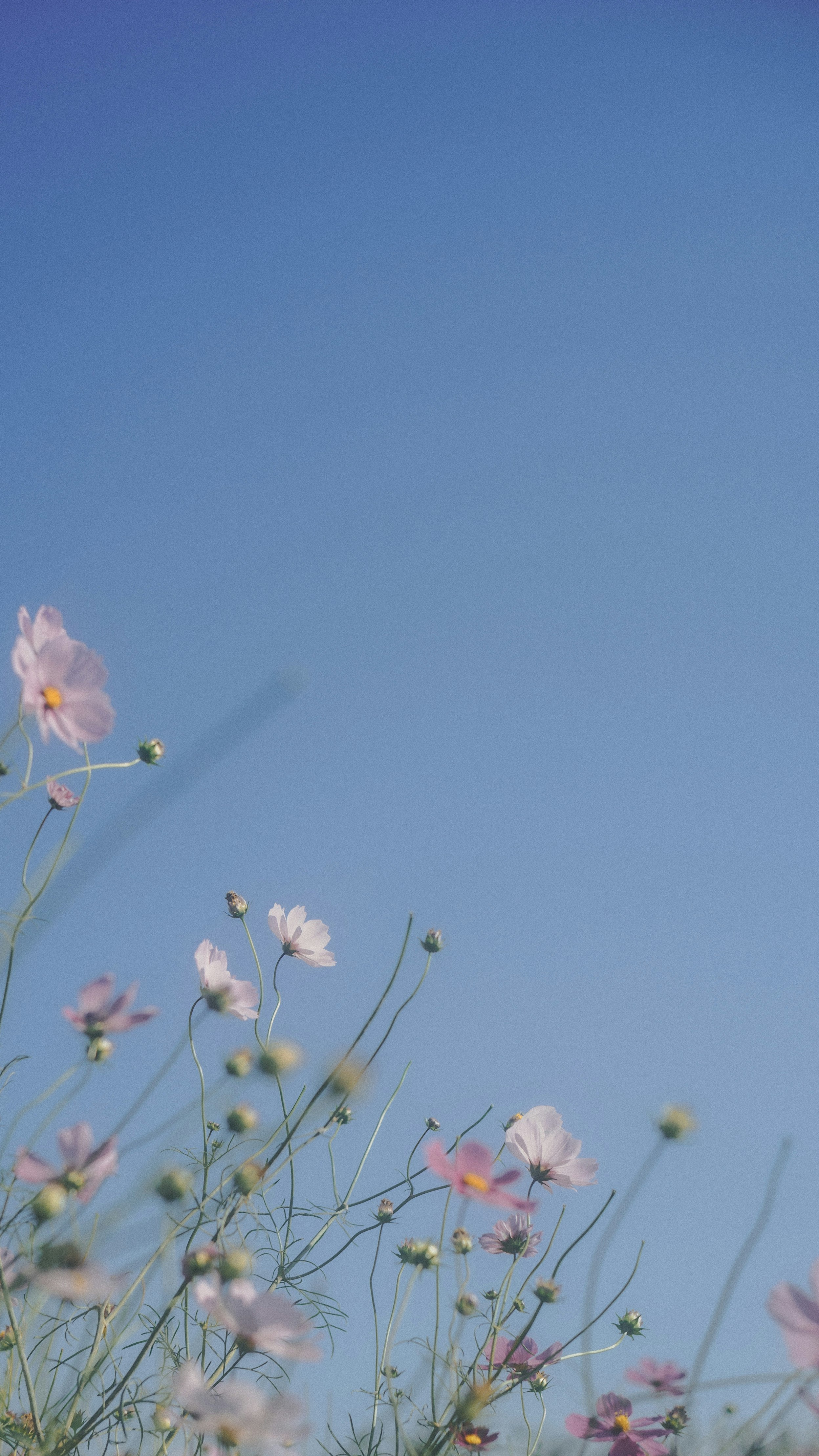 青空に向かって咲く薄いピンクの花と細い茎