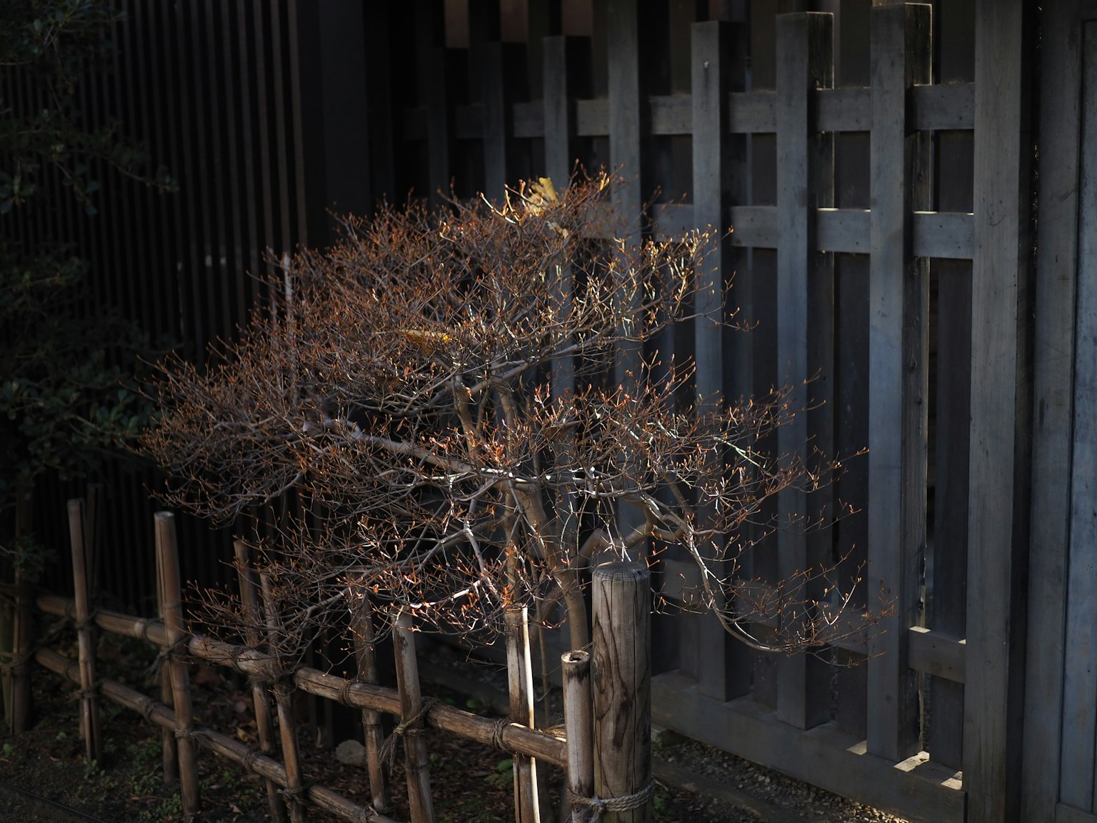 日本庭院中竹栅栏旁的干枯灌木