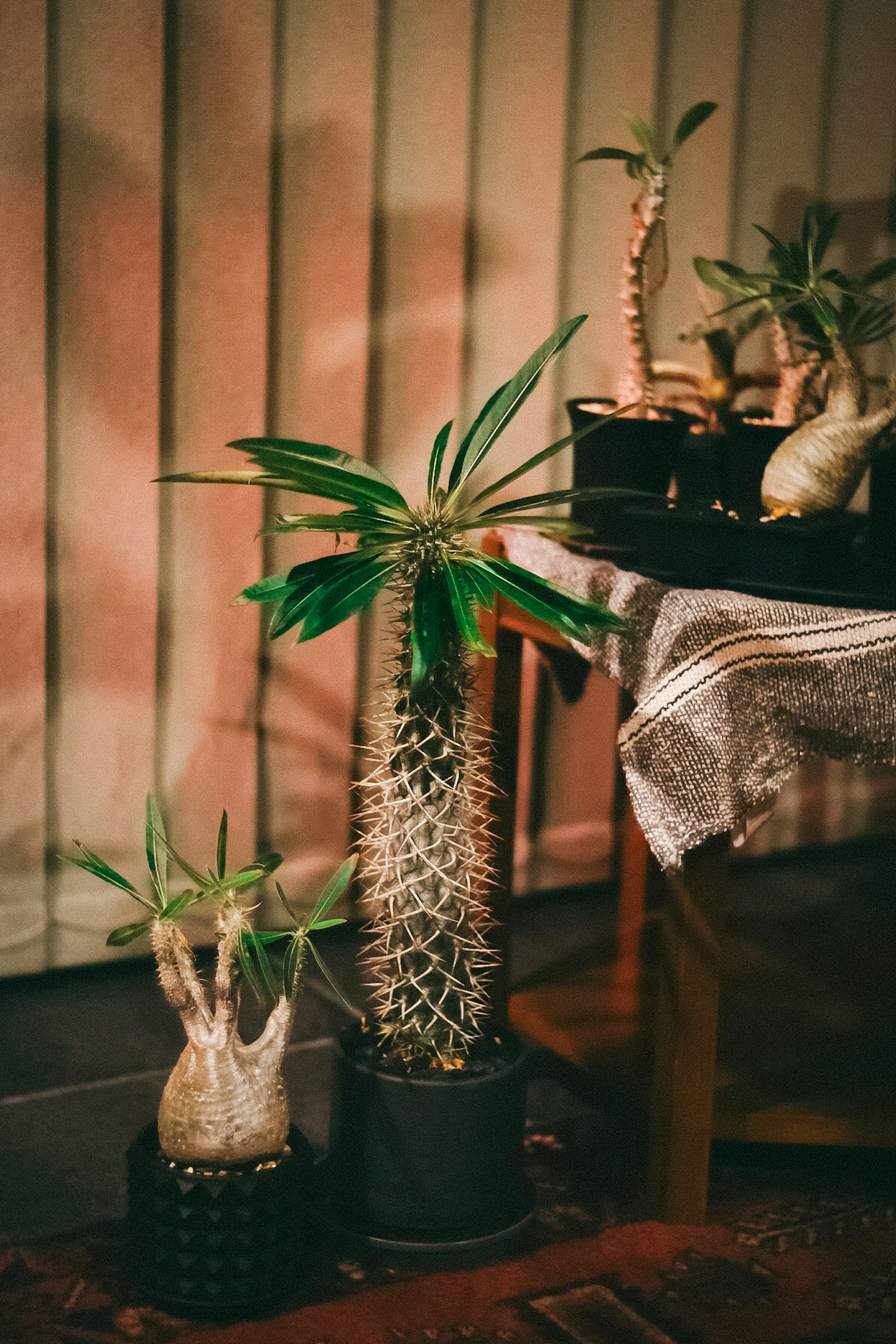 Colección de plantas en macetas en interiores con cactus únicos