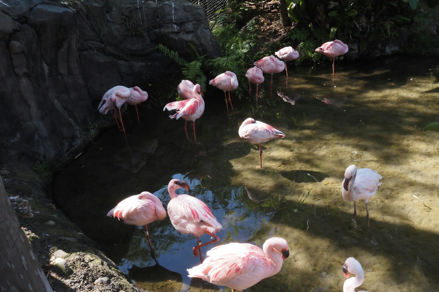 Groupe de flamants roses autour d'un étang