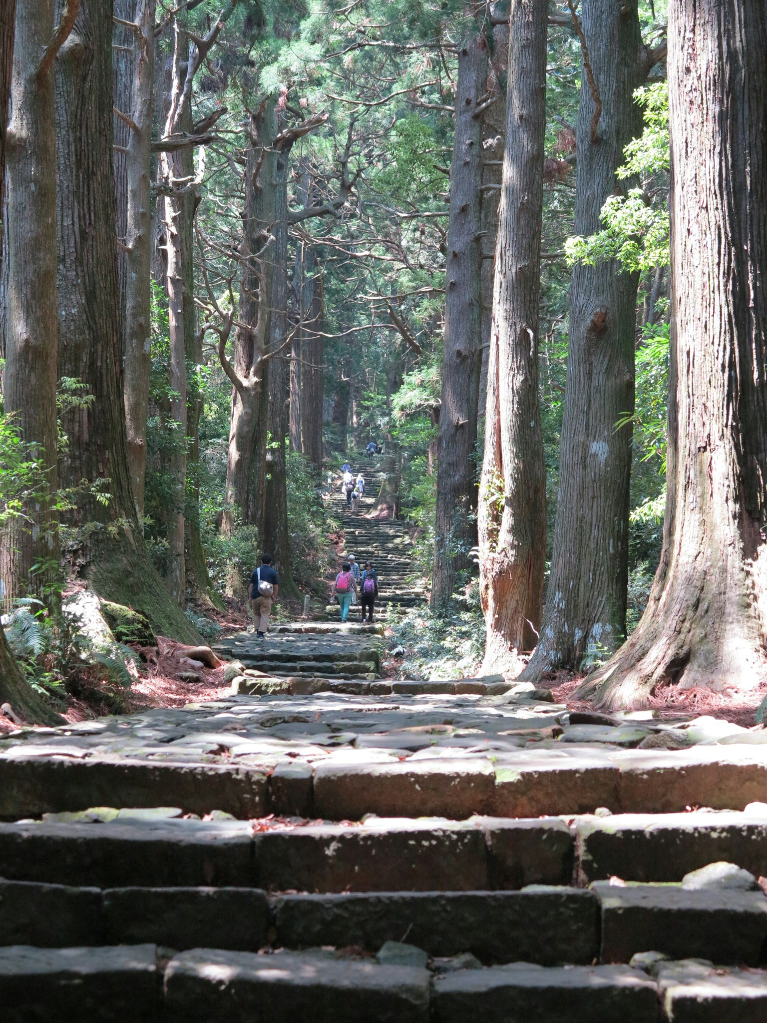 Scale di pietra che conducono attraverso una foresta lussureggiante con alberi alti