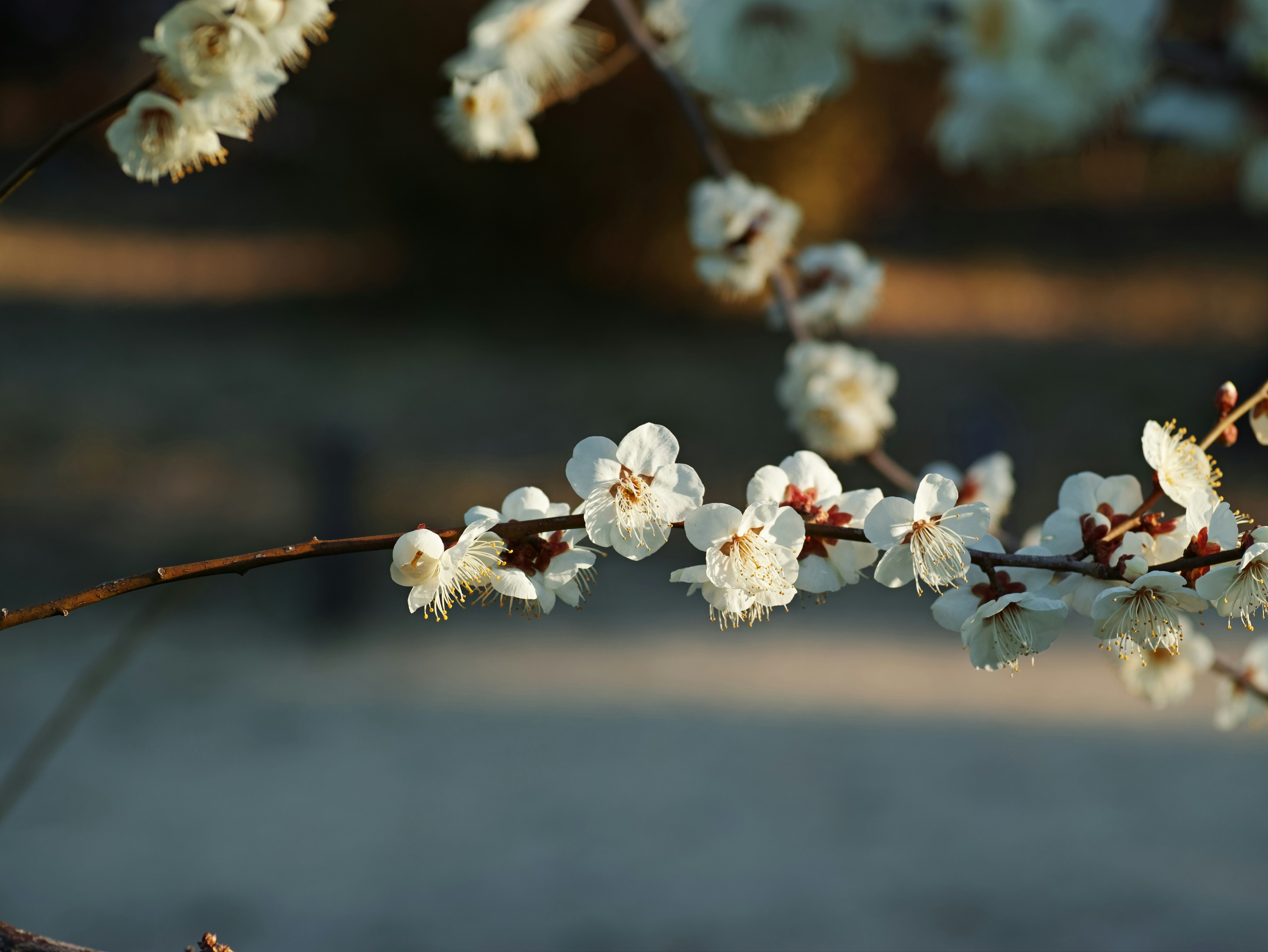 枝に咲く白い花と春の花びらのクローズアップ