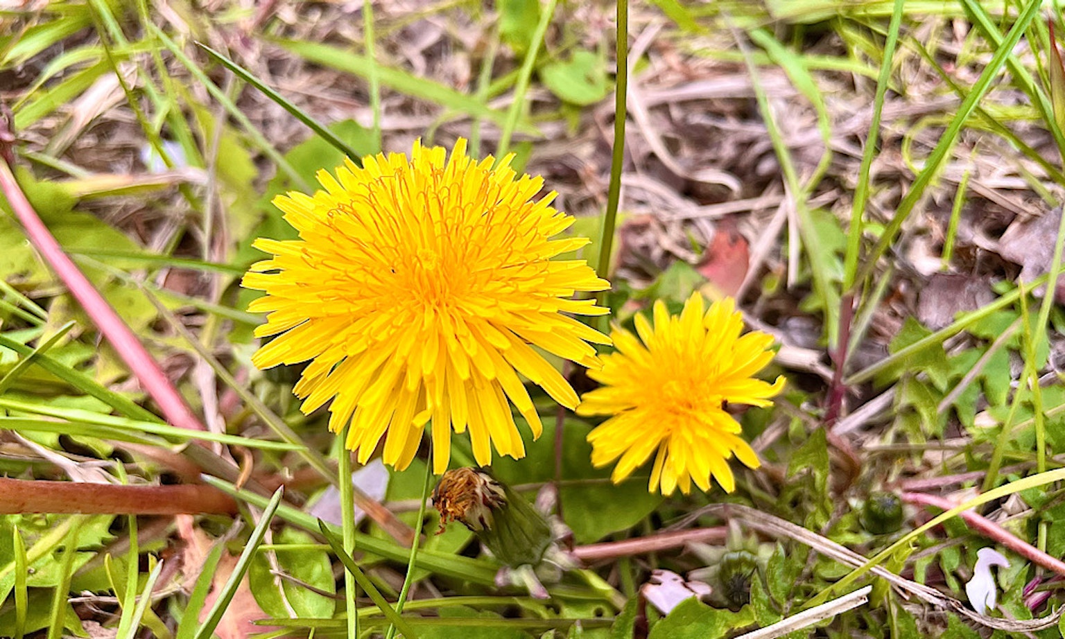Dua bunga dandelion kuning mekar di antara rumput hijau
