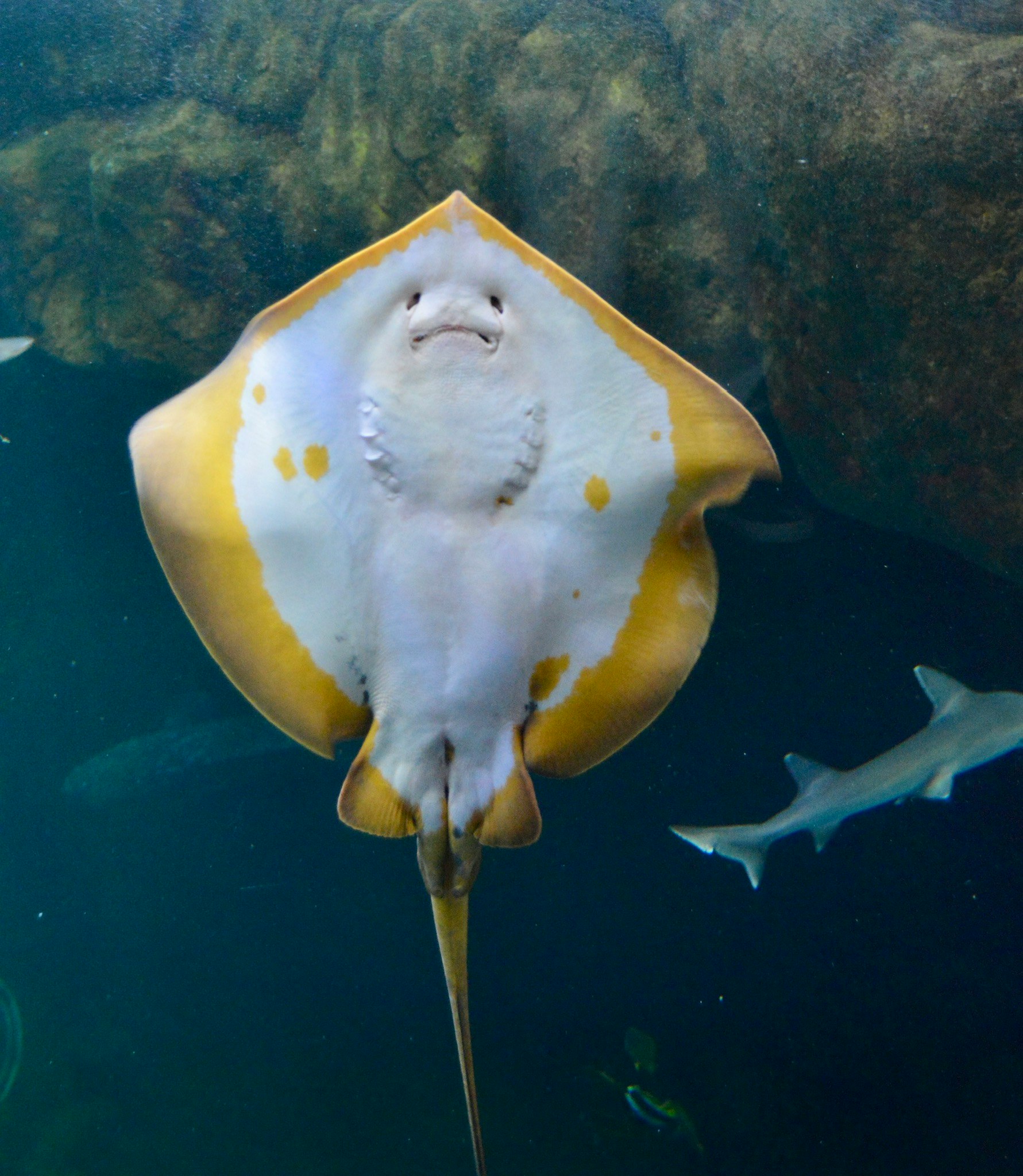 razza che nuota in una vasca dell’acquario di Miyajima