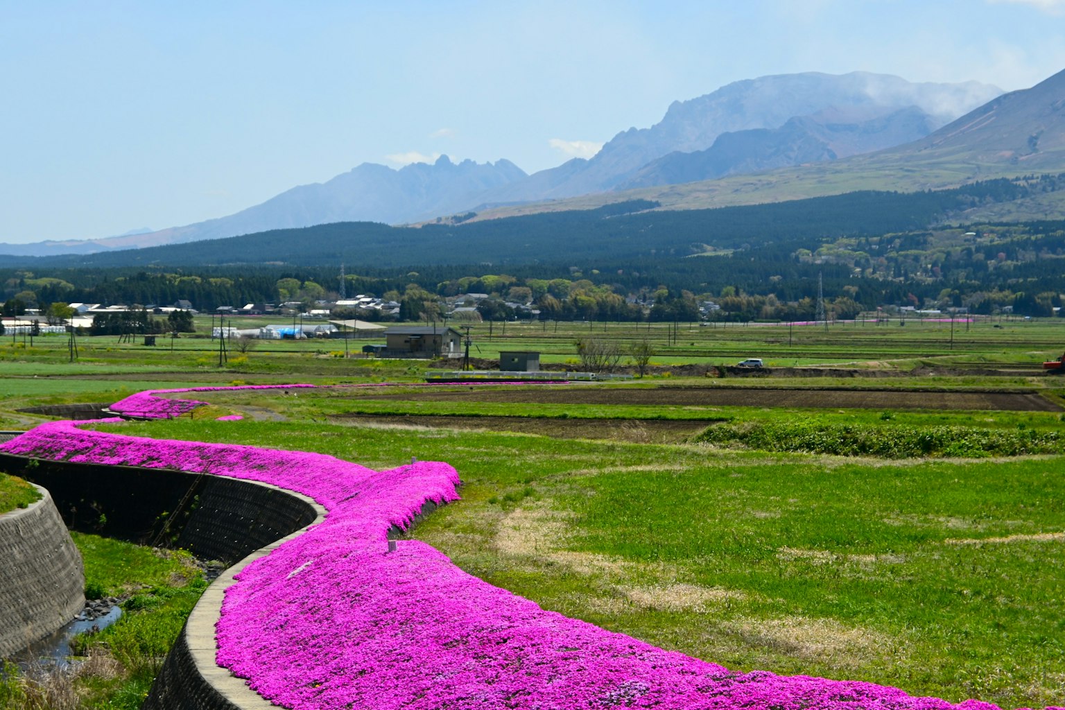 Vista escénica de flores rosas a lo largo de un camino sinuoso con montañas al fondo