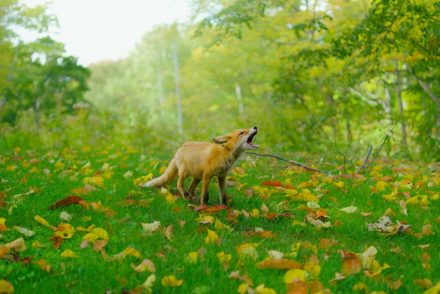 photo-qXV5WgBlJuvewmsYQPUR-image