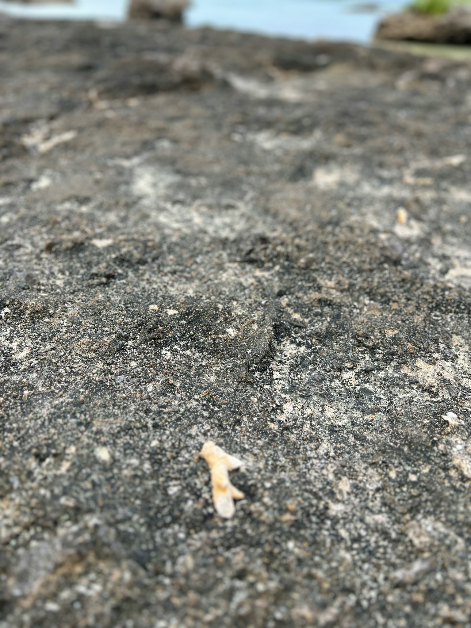 岩石表面的特写，带有小白物体和黑色纹理